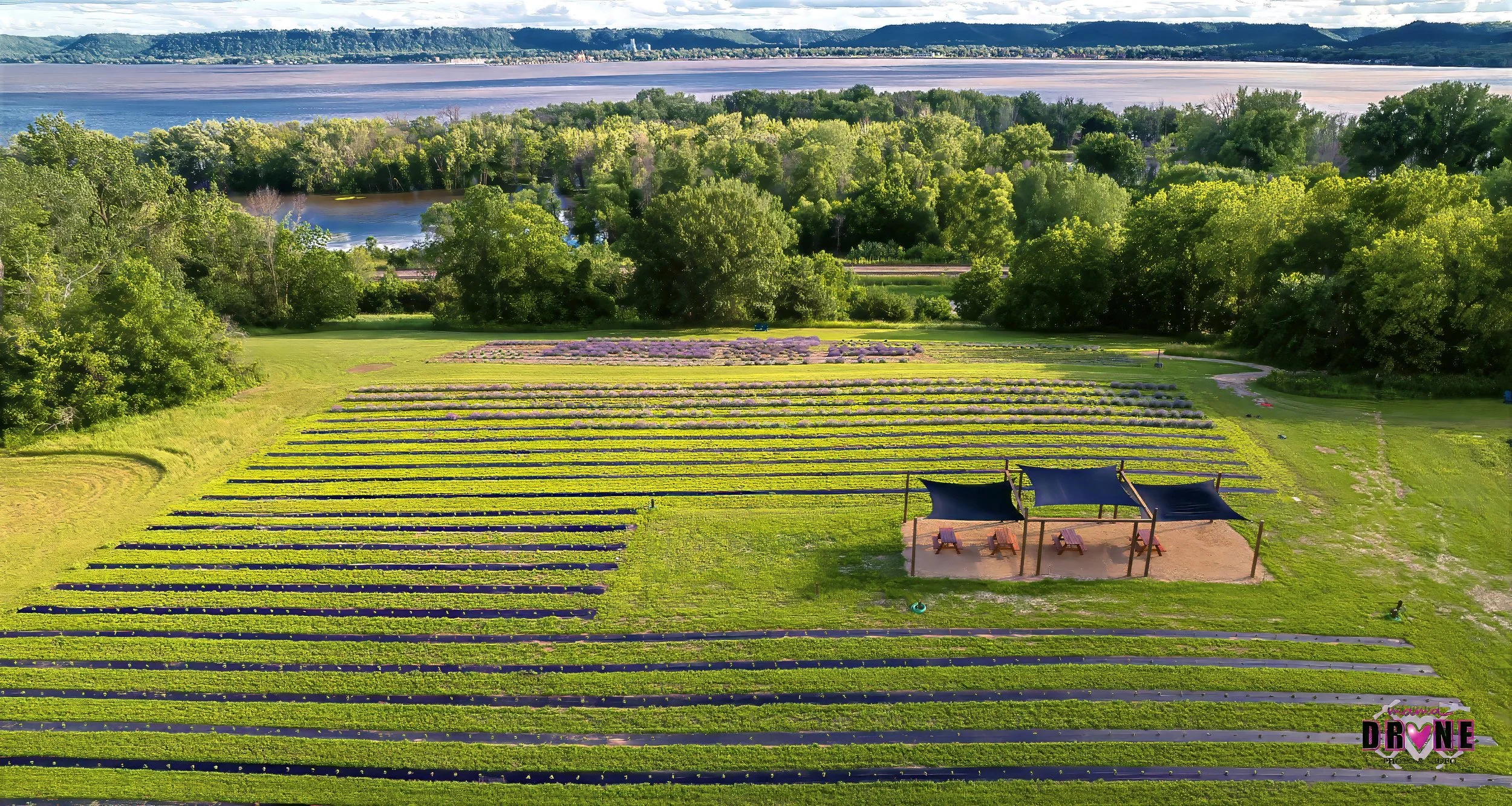 Lavender Field & Lake Photo by: Mama Drone.jpg