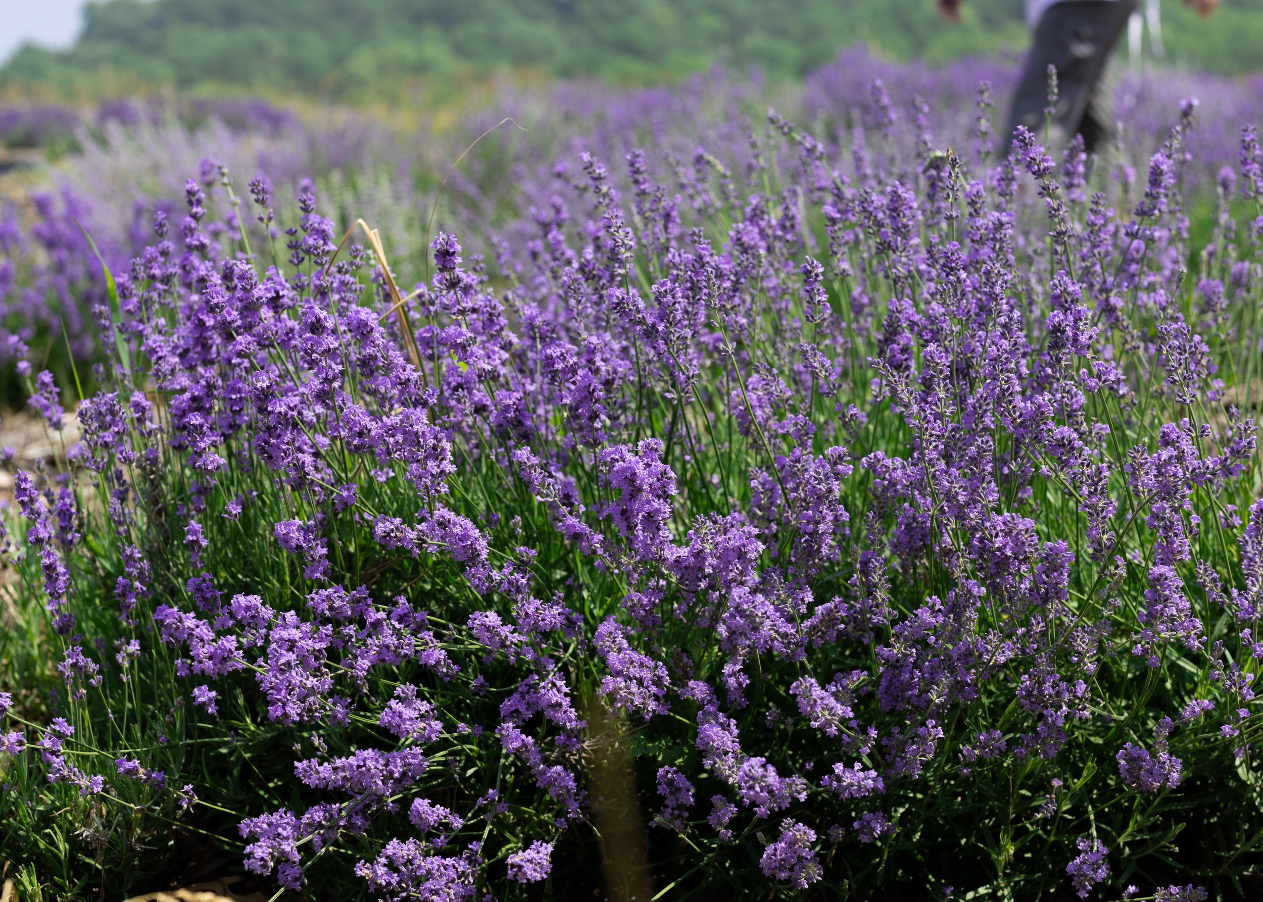 Dried Lavender - Field Bunch — Ave Maria Farms