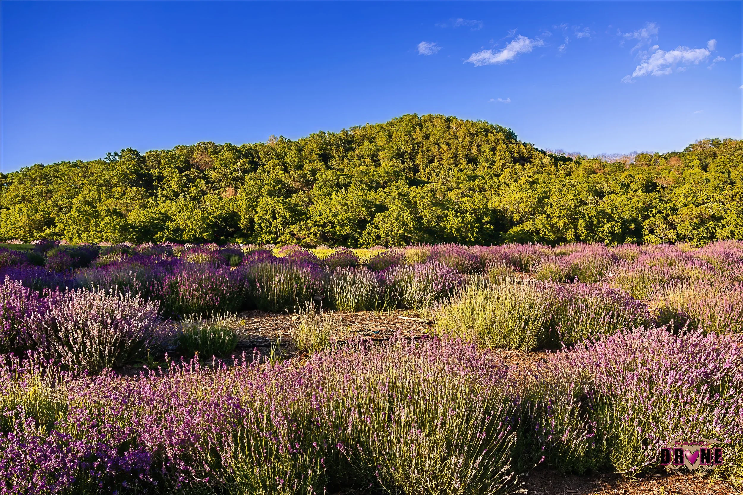 Lavender Hill Photo by: Mama Drone.jpg