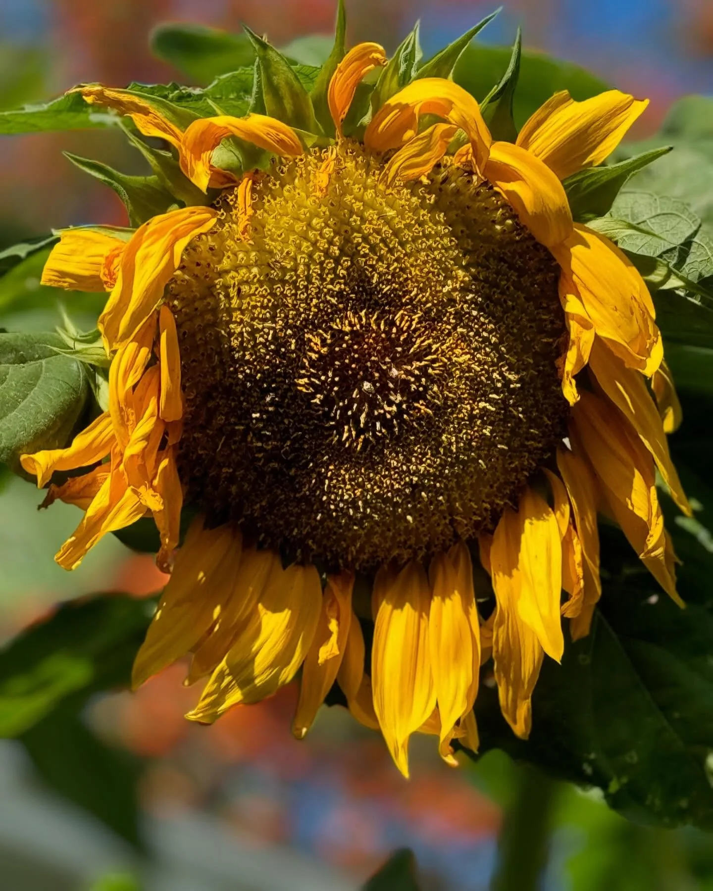 Loving the fall sun. These late blooming sunflowers still full of bees. My dog is taking long naps in the backyard like she&rsquo;s charging her solar batteries for winter - soaking up every last bit of warmth. 

#fujifilmx100f