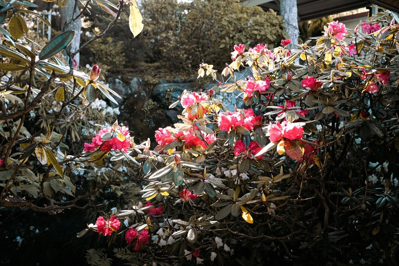 DSCF5324.jpg