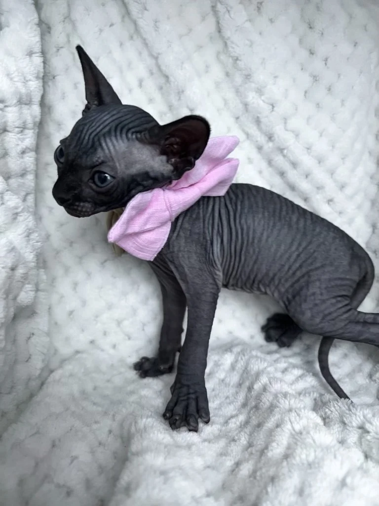 kitten4.jpg