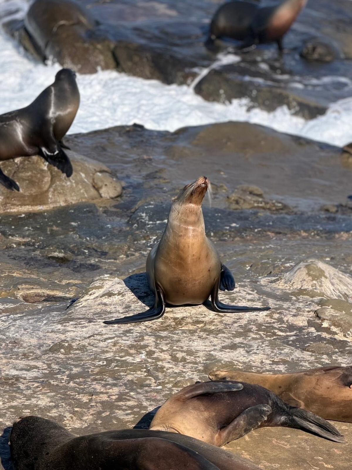 This seal was showing off for the French students.  They were taking photos like crazy.  #GoWorld #culturalexchange #seals #LaJolla #Lyon