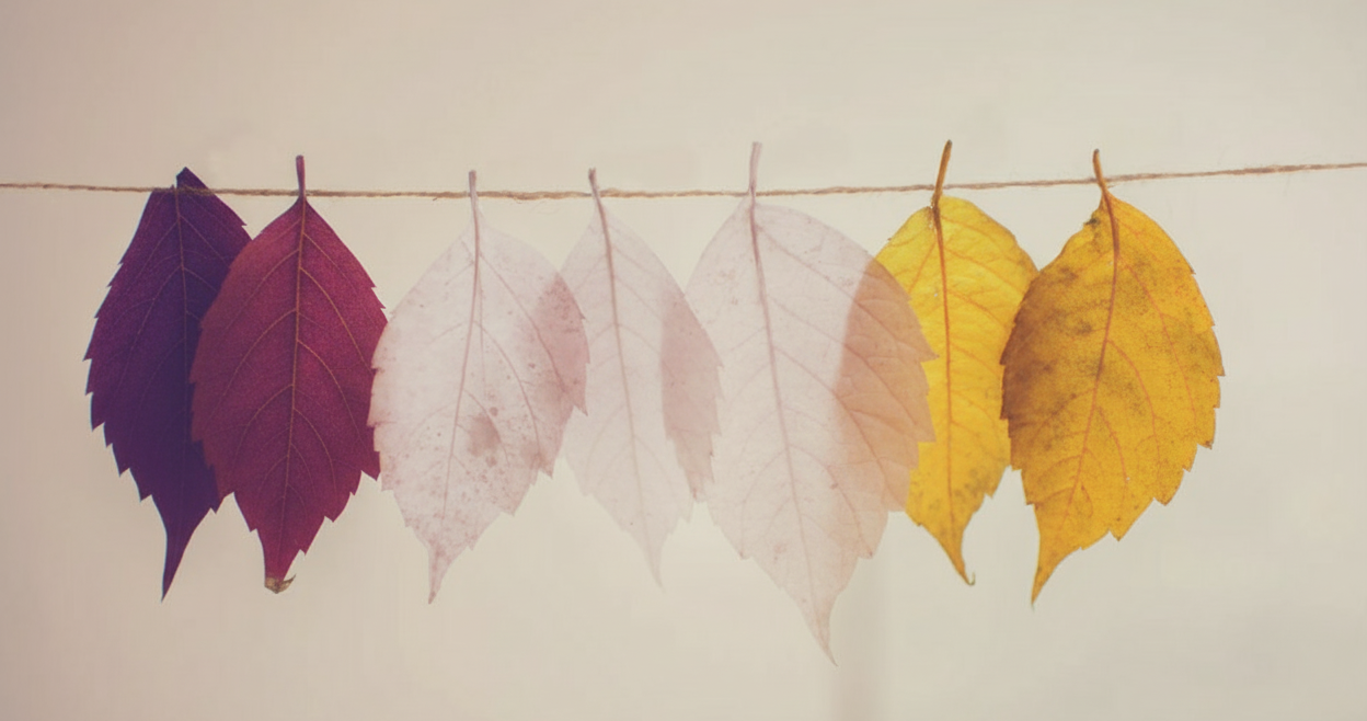 Finding Peace in the Pause: A Thanksgiving Week Message