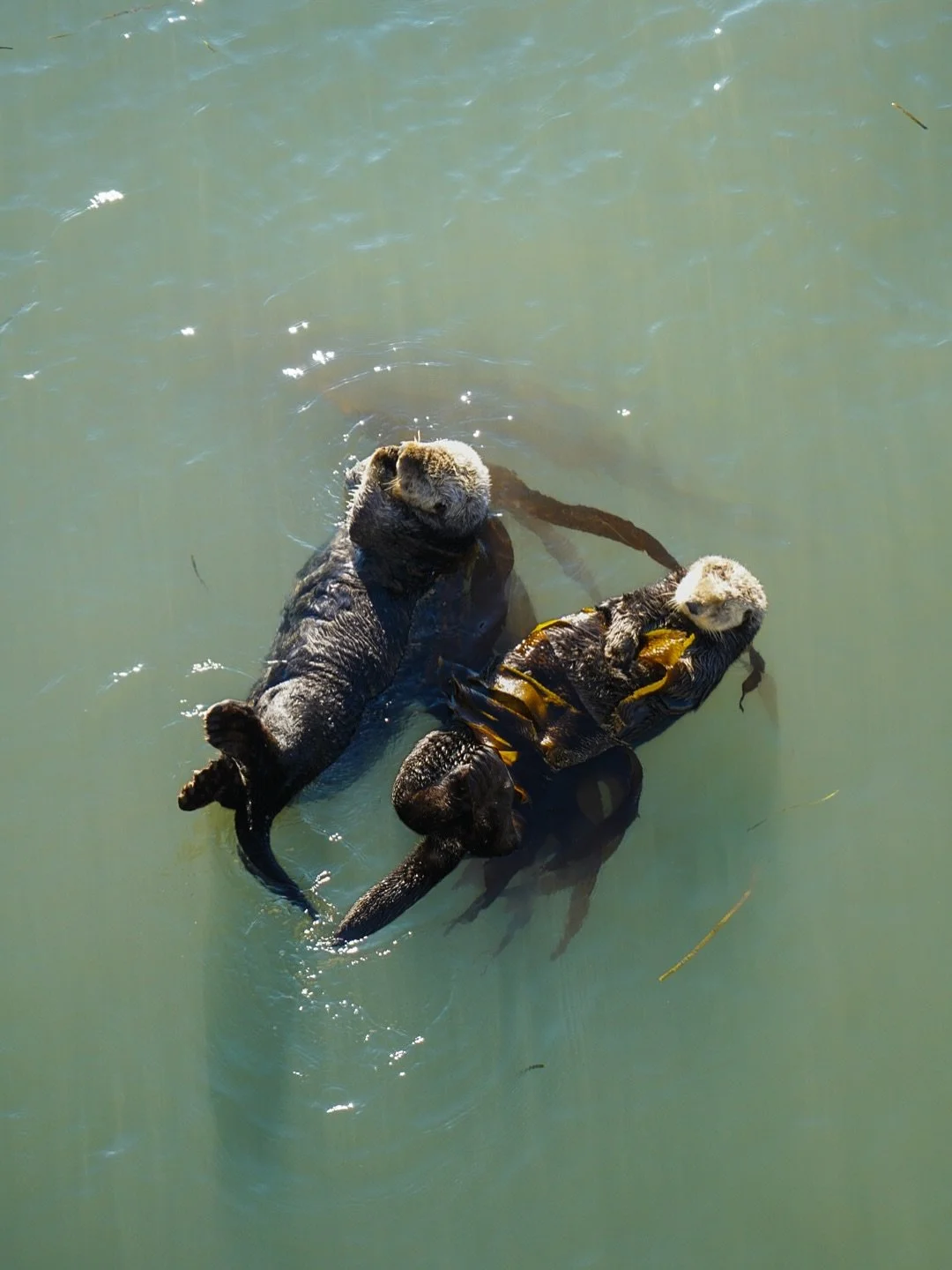 Otters represent playfulness, adaptability, curiosity, connection &amp; friendship. I feel like these are the perfect reminders to bring into a new year: to practice our abilities to adapt to life&rsquo;s challenges while still remaining open to new 