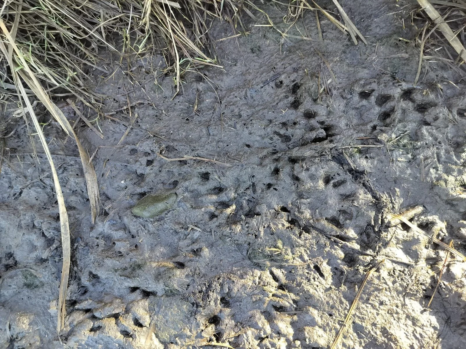 Seattle Family Nature Skills Day - mark your calendars!