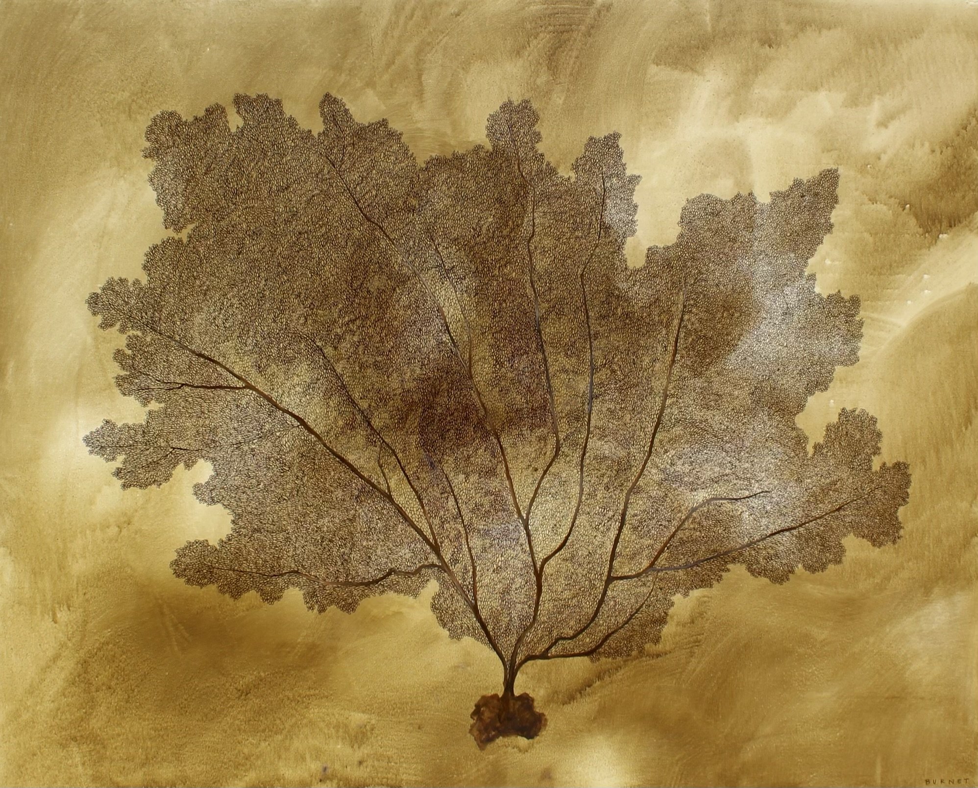 SEA FANS
