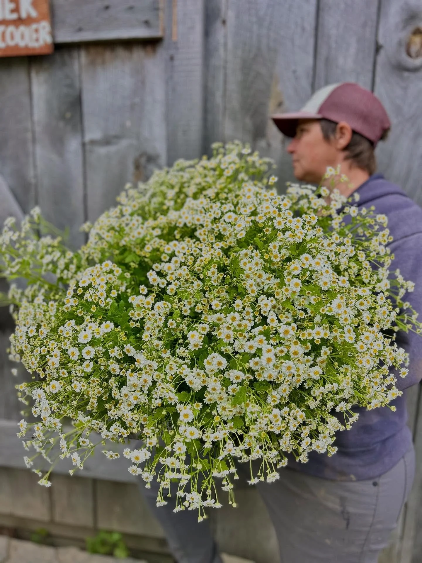 The over-wintered feverfew has been good to us.  It basically makes a bouquet for you!  So airy, graceful and sweet.  It&rsquo;s late June and so far there is almost nothing we have sold that has been planted in 2025- all over-wintered hardy annuals 