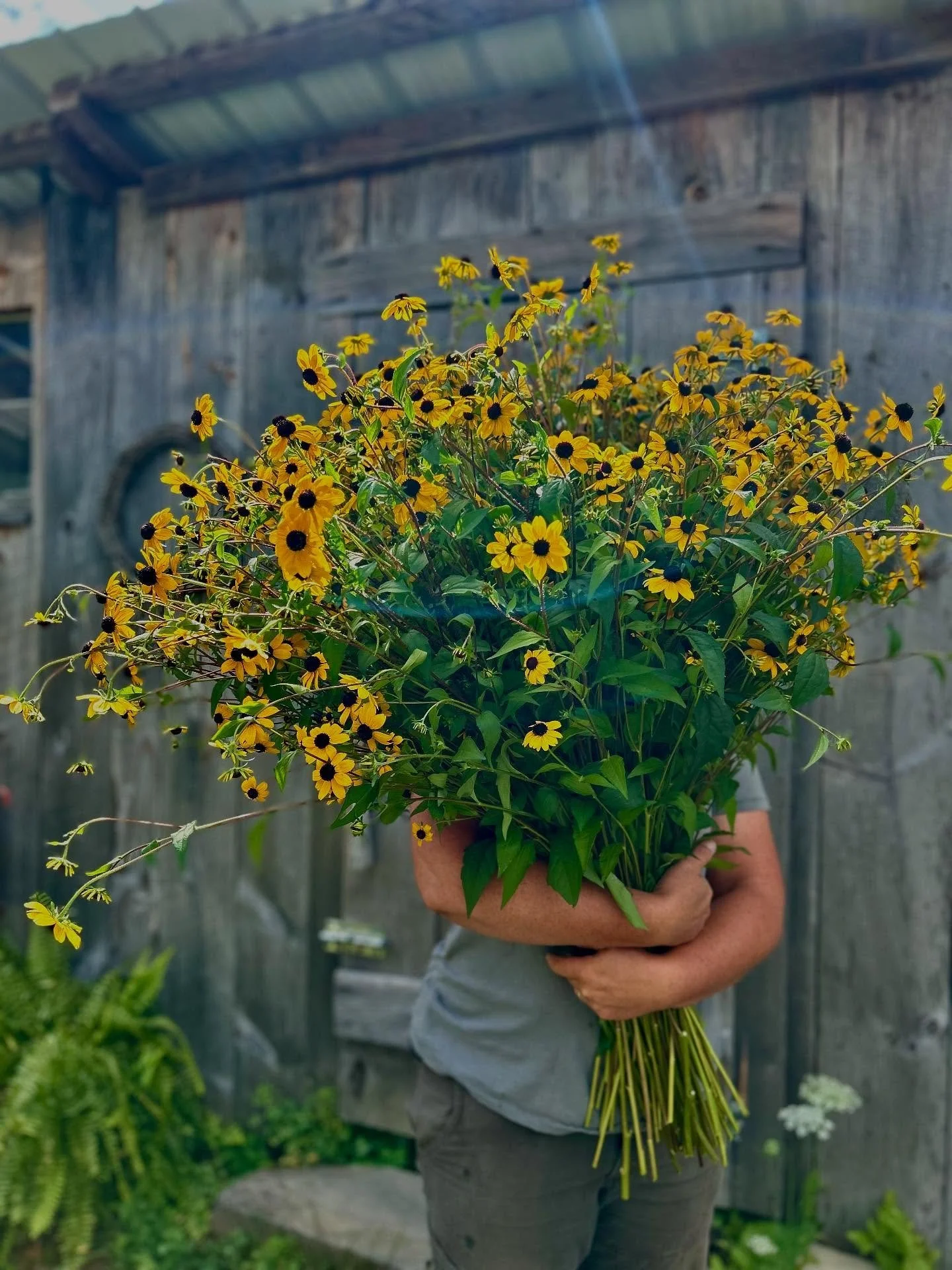 Giving a big ol&rsquo; hug to this Rudbeckia triloba! 🤗
.
.
#rudbeckia #flowerfarmer #locallygrownflowers