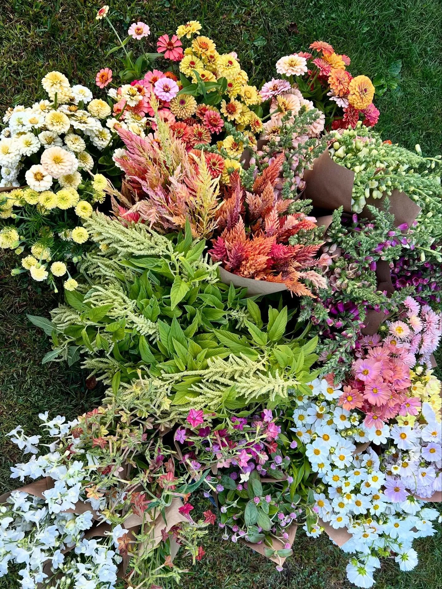 Another jumbo wholesale order looking mighty fine before heading out to one of our favorite local florists!  The colors are so good! 💚🩷💛🧡