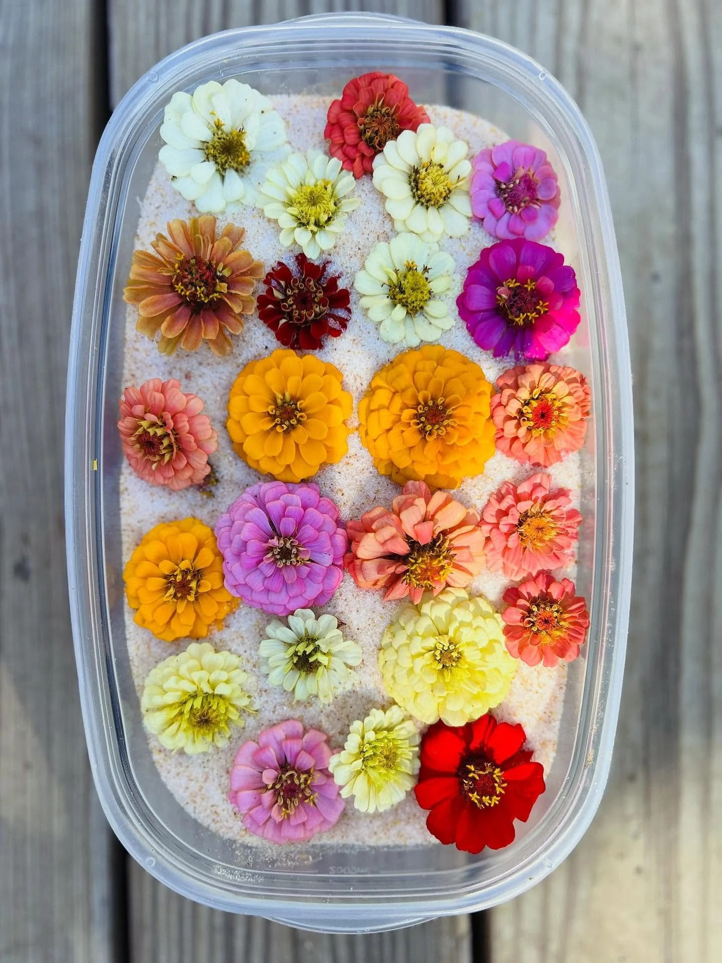 Each year, before the frost can completely wipe them out, I snip off the last of the small zinnia heads and nestle them in drying crystals, to be preserved for the cutest of touches to mini dried wreaths.  That day, this year, is today. 🌸
.
.
.
#flo