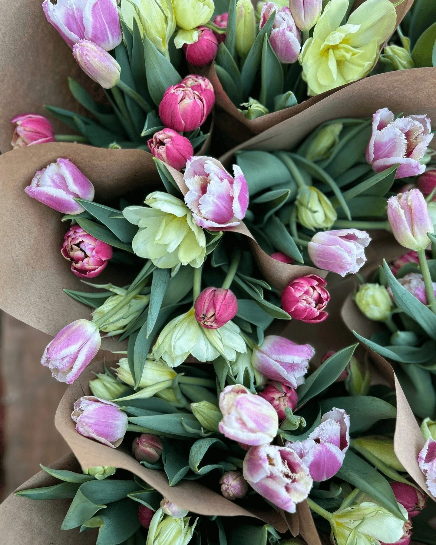 There are only a handful of our Specialty Tulip subscriptions (aka CSA shares) left!  A vase of tulips on the kitchen table or work desk are a great way to battle the late winter blues.  Especially locally grown, specialty types with crazy colors, fr