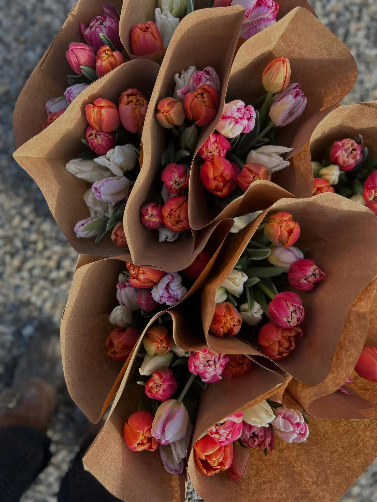 Good morning! Tulip CSA starts today!  Feels good to have my hands and eyes on brightly colored flowers again.  Feels even better to get to share them with our community🥰 
.
.
.
#tulipcsa #tulipssubscription #monadnockregion #nhgrown #localflowers