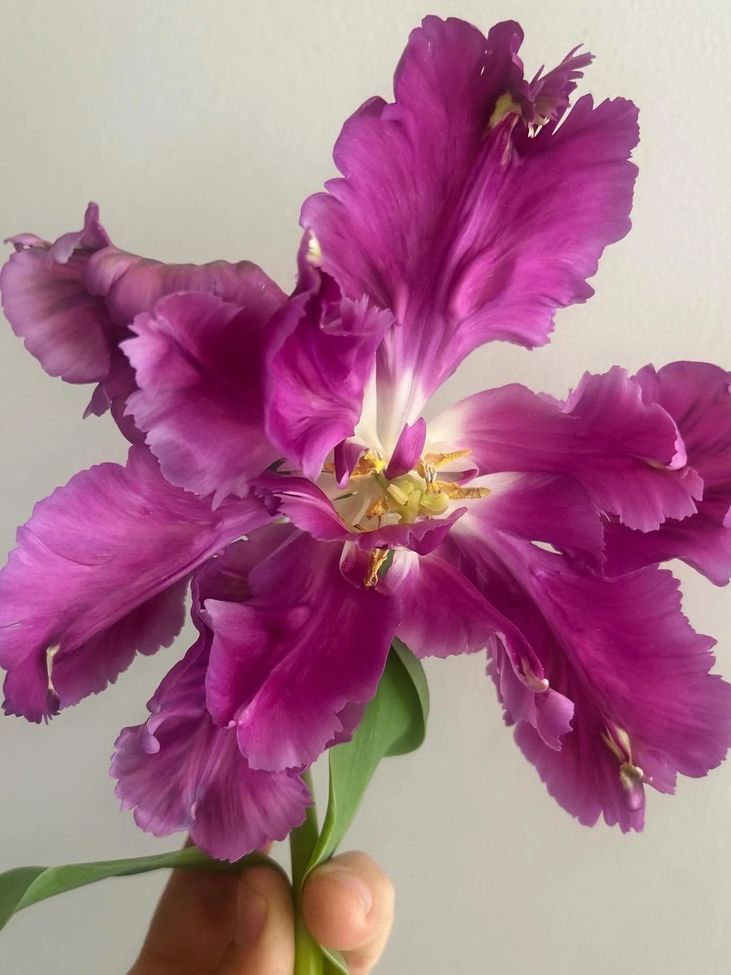 Some tulips just put on more of a show than others. &lsquo;Negrita Parrot&rsquo; is one of them.  They go from looking like a green, bumpy toad 🐸 to something so magical and frivolous 🦄