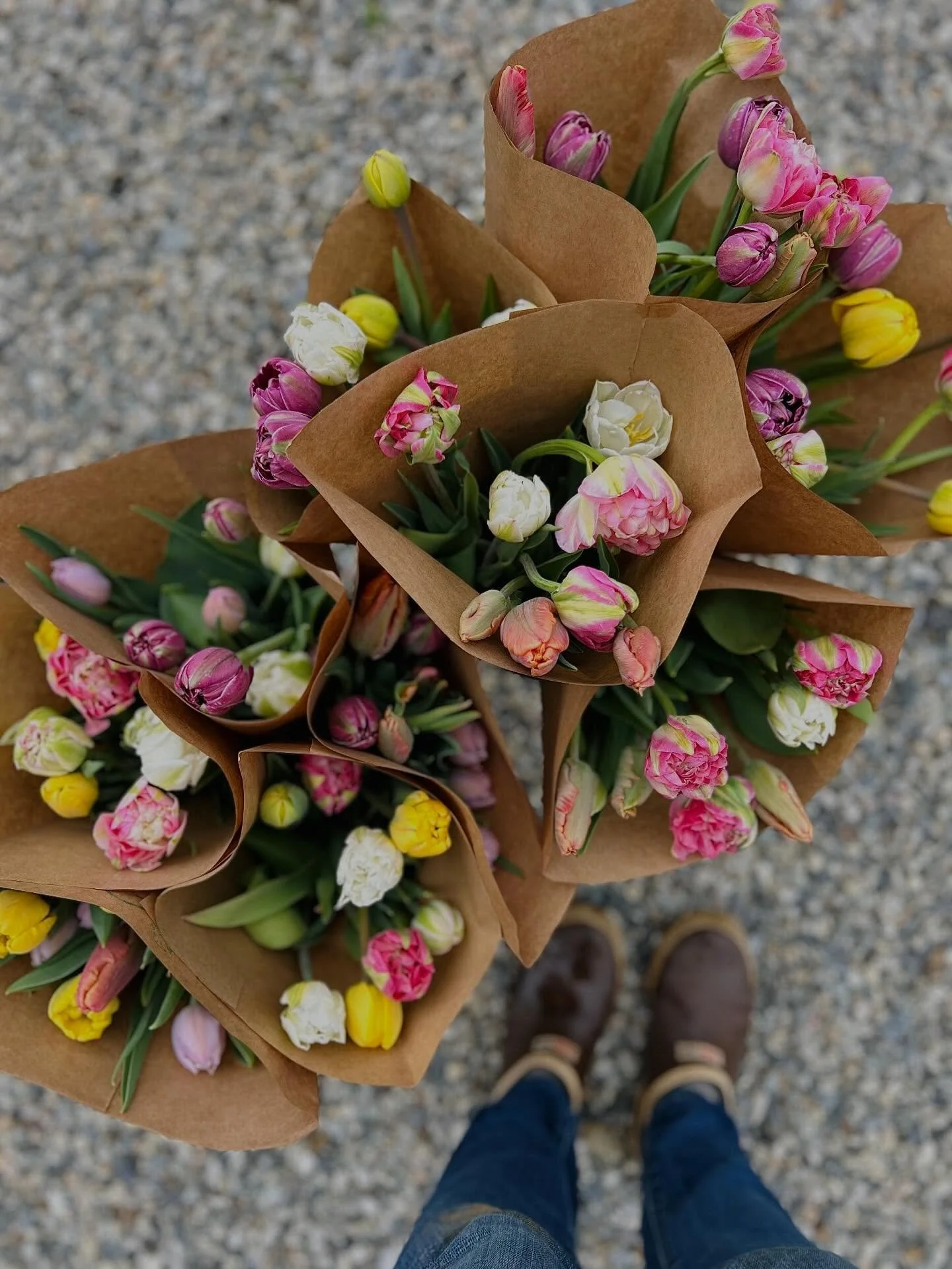 Looking for Vera Flora flowers this weekend?  A posy for prom? 🌷 A grab-and-go for your grad? 🧑&zwj;🎓 A mega bunch for mom? 💐  Our fresh, locally grown specialty tulips (and more) can be found @monadnockcoop @ohbreadworks @billiesandtilli
