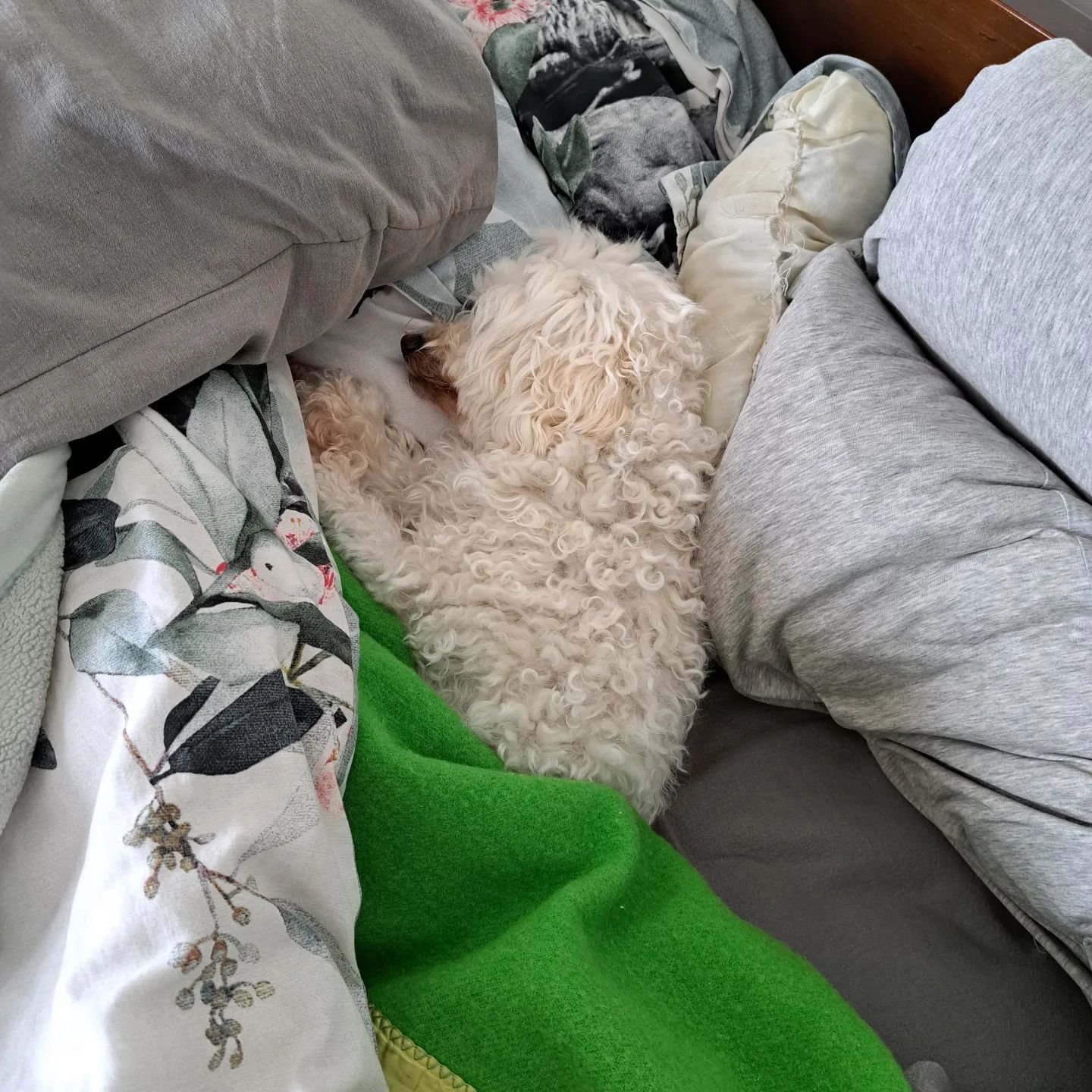 Daisy's decided that staying in bed on this freezing cold day is the best option.
Can't say I blame her

#sleepydogs 
#mydogiscutest 
#mydogslife