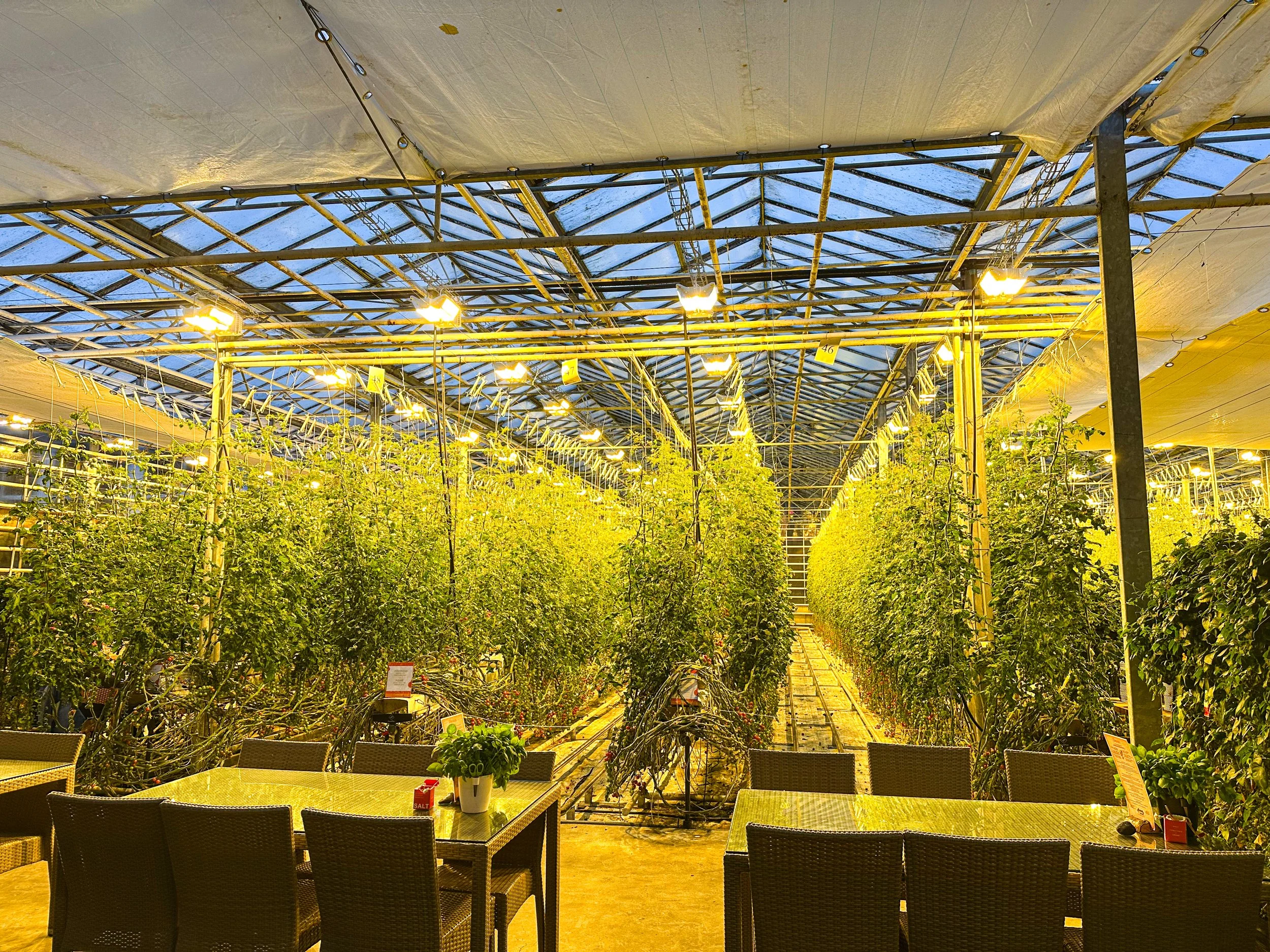 Friðheimar in Iceland