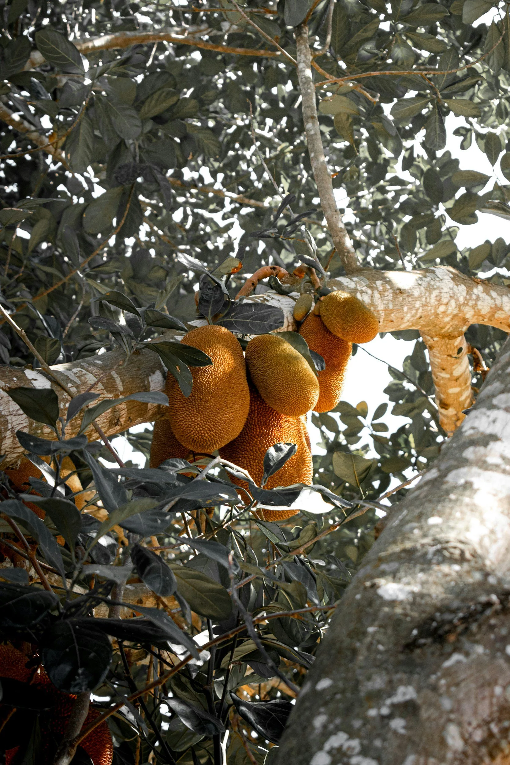 Organic Baobab Fruit