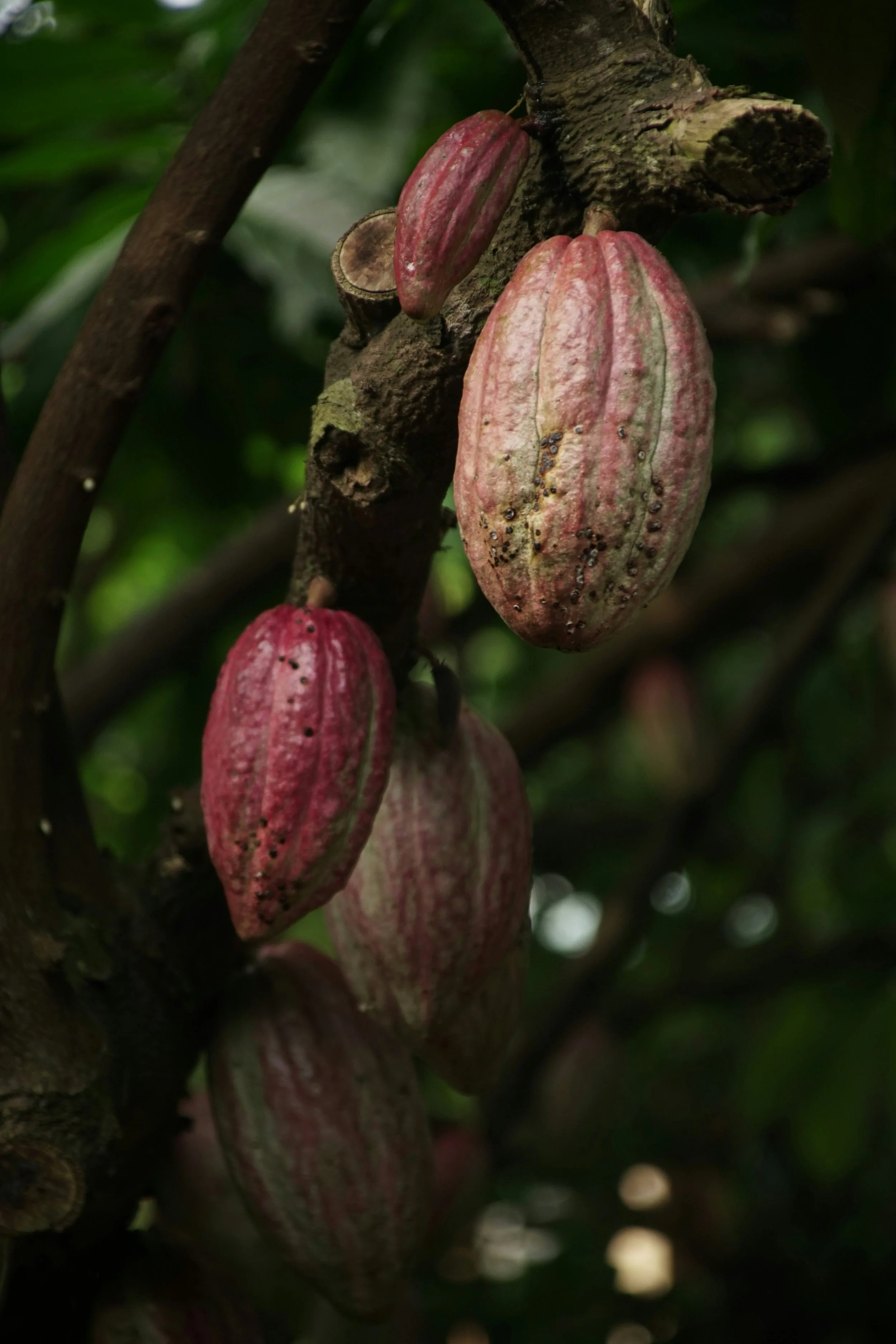 Organic Cacao Seed