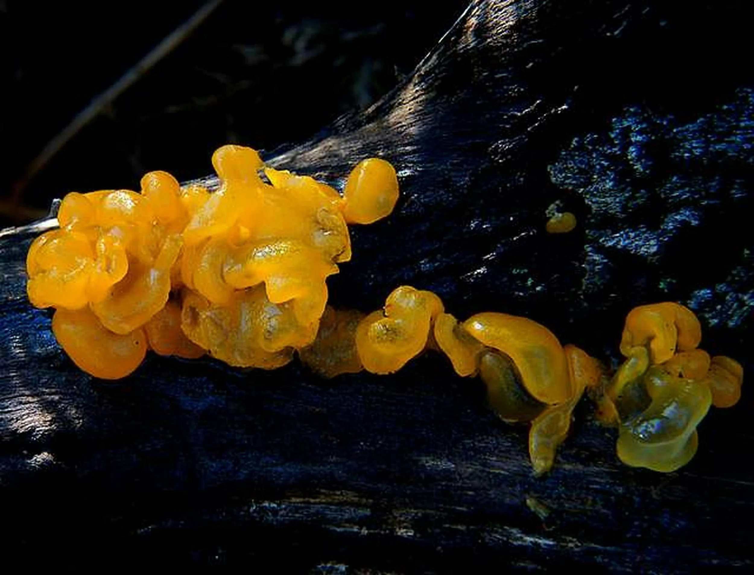Organic Tremella Mushroom