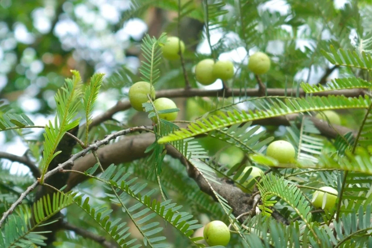 Organic Amla Fruit