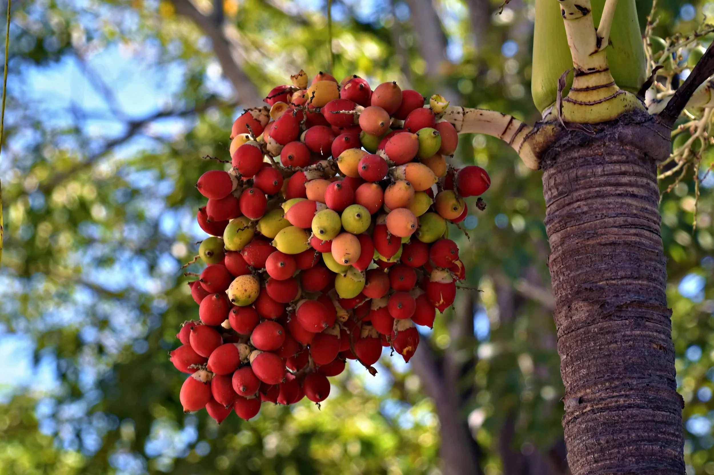 Organic Camu Camu Fruit