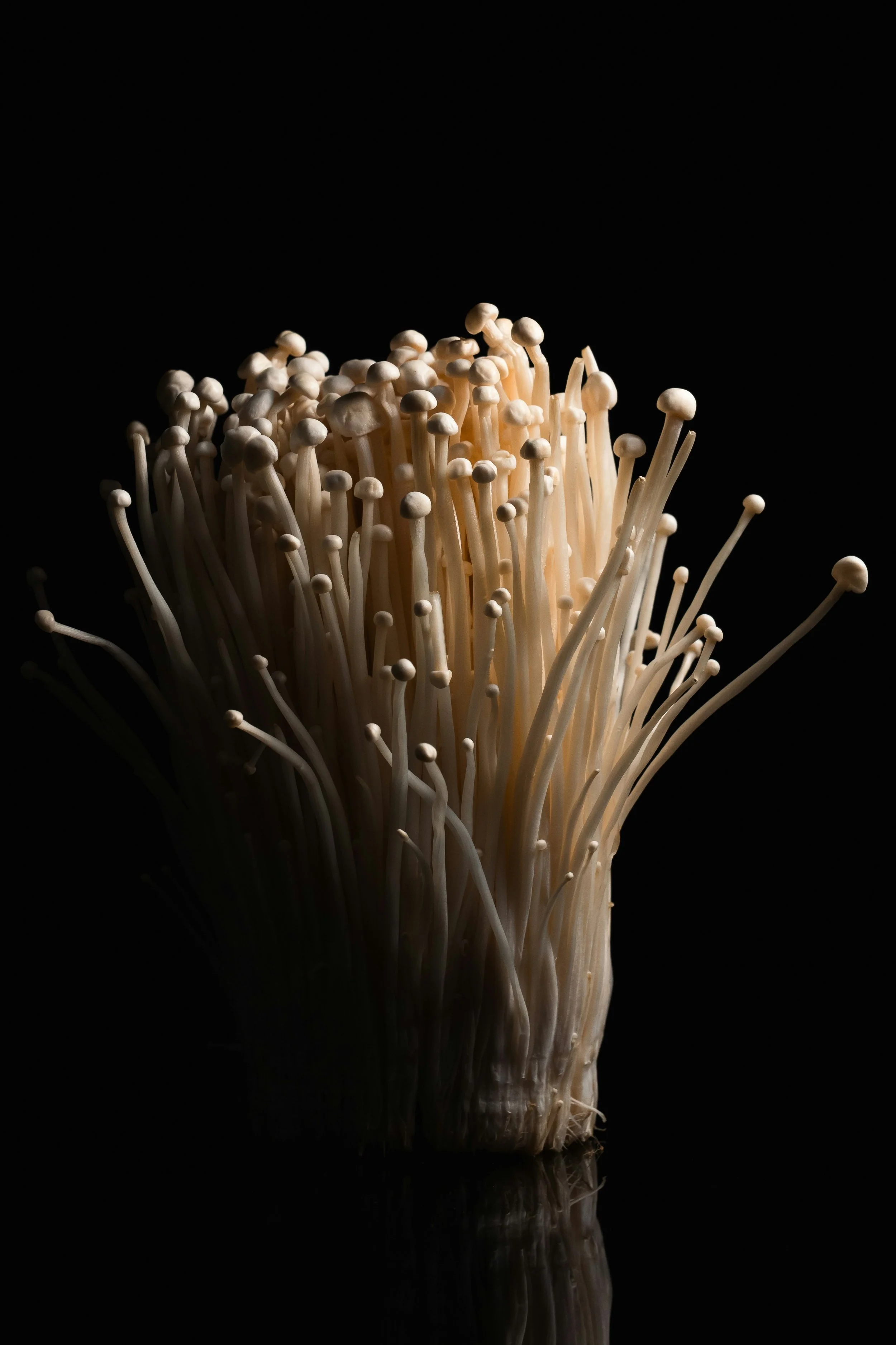 Organic Cordyceps Mushroom