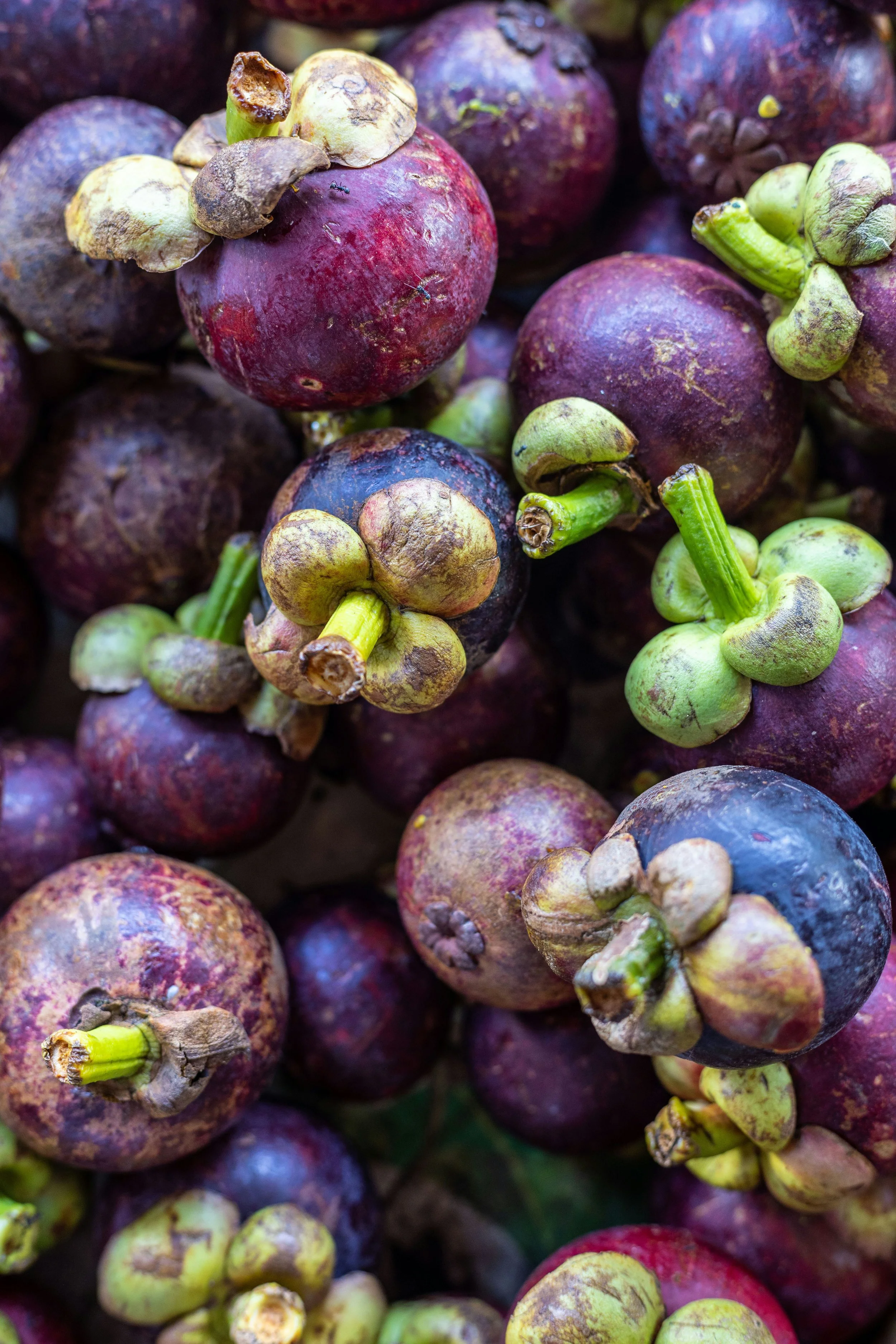 Organic Mangosteen Fruit