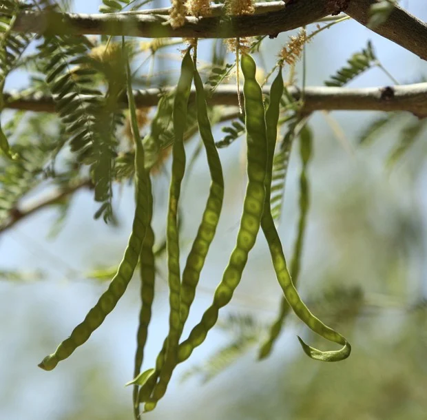 Organic Mesquite Pods