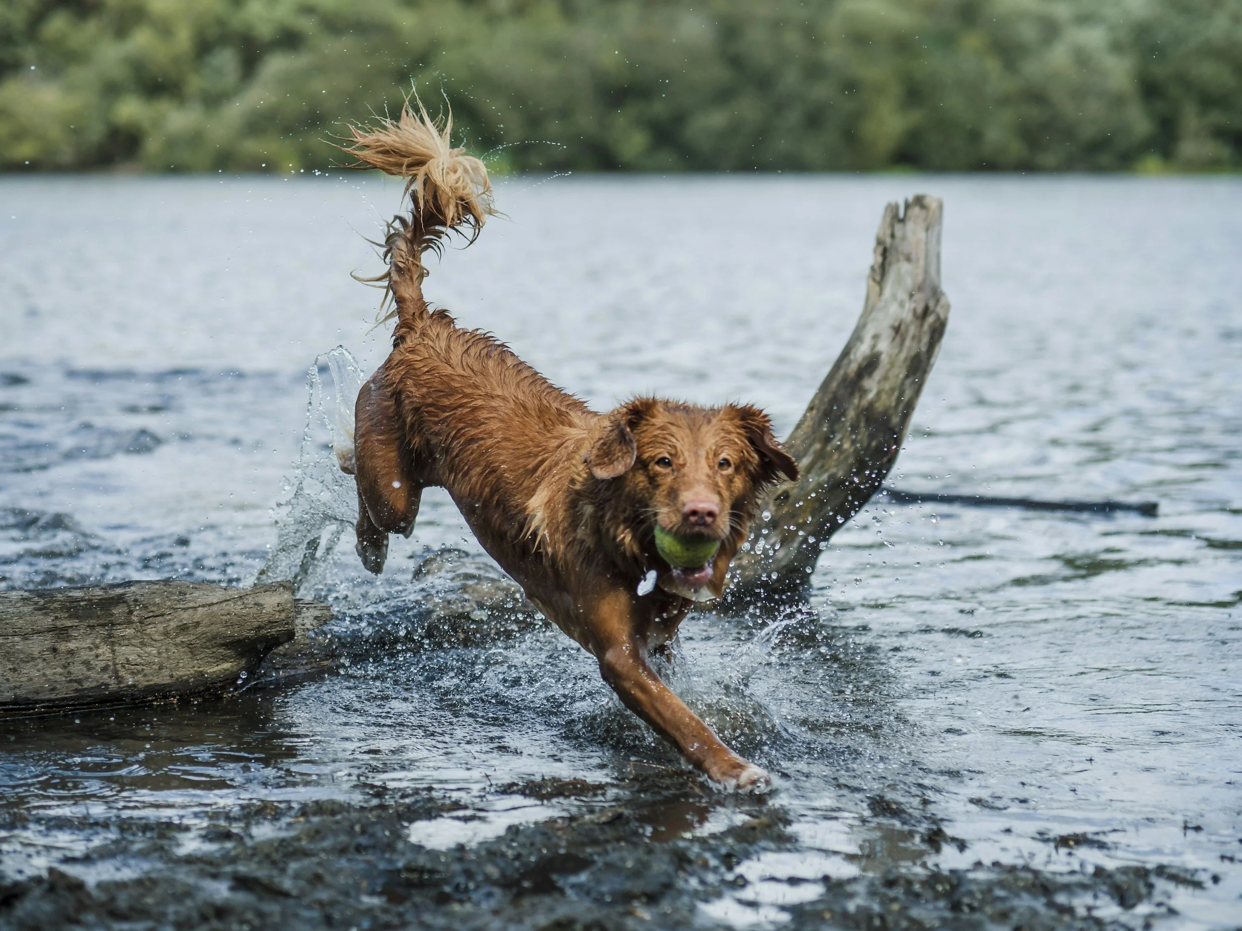 we address in our Portland dog training practice
