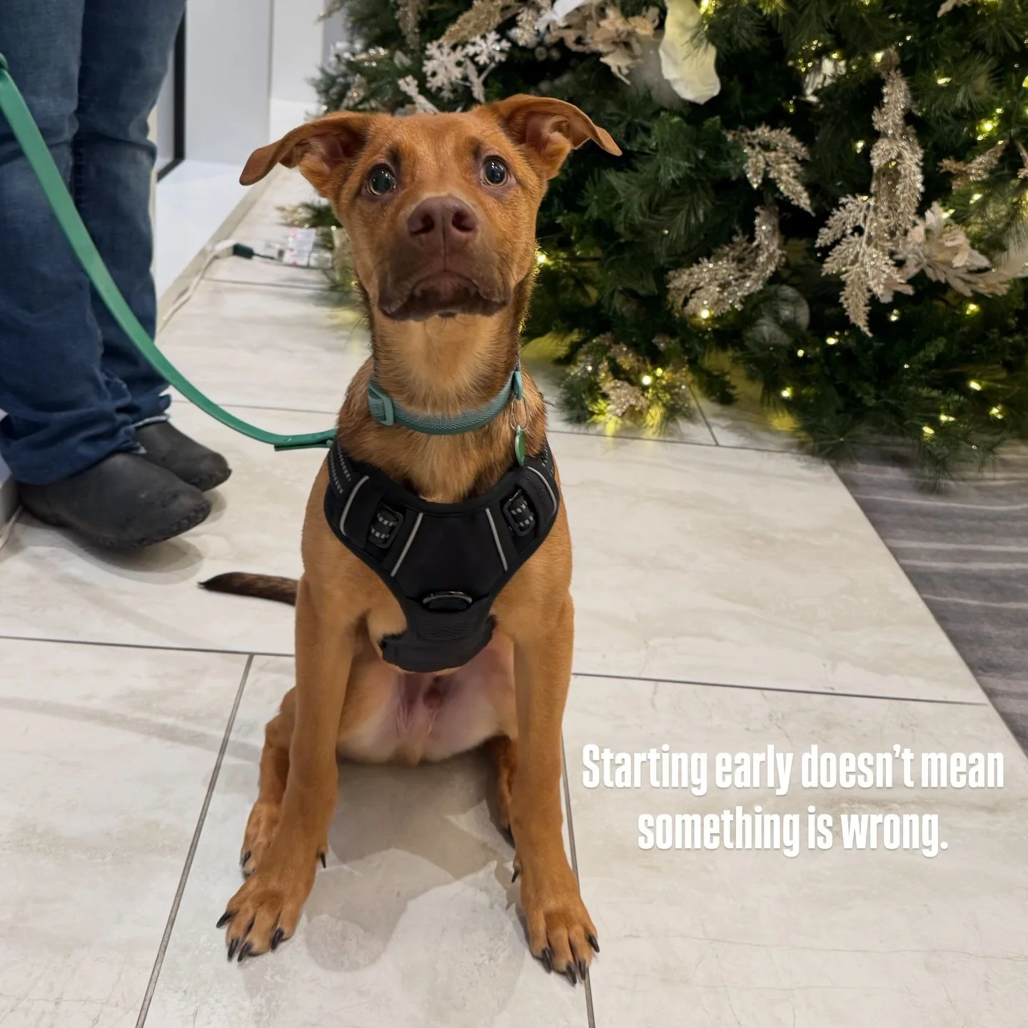 Starting training early doesn&rsquo;t mean something is &ldquo;wrong.&rdquo;

It means you&rsquo;re being proactive.

This 5-month-old pup had their very first lesson today, kicking off our SmartStart program &mdash; a mix of private lessons and grou