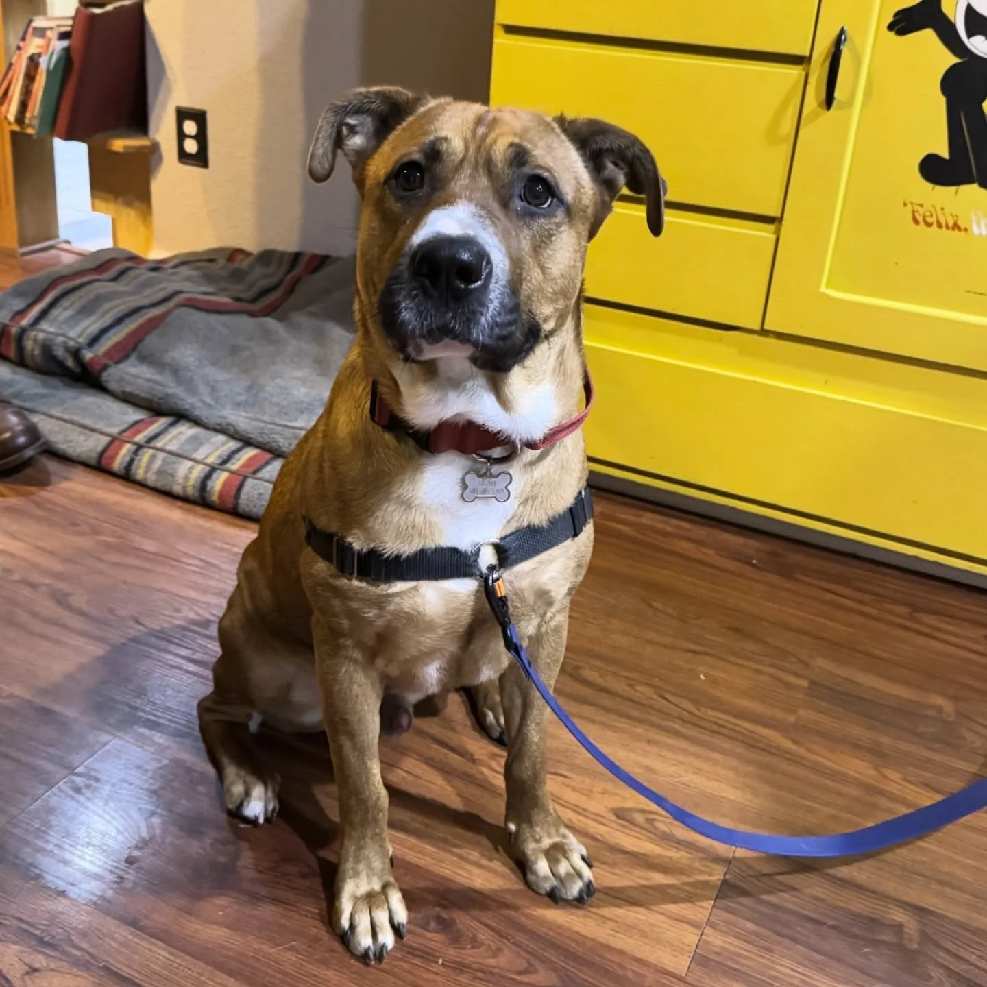We have just started our Smart Start private lessons with this sweet rescue 🐾
He&rsquo;s been with them for about a month, and now we&rsquo;re slowing things down and building the basics&mdash;leash skills, focus outside, and calm around guests.

No