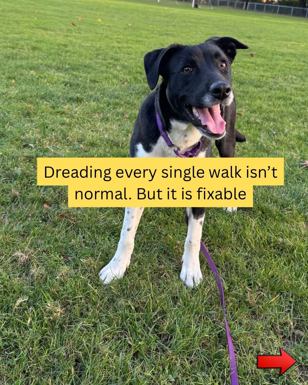 3 things I wish I knew when I had my first reactive dog 🐕
The journey felt so overwhelming at first &mdash; but looking back, these three things would&rsquo;ve changed everything.

1. It starts in the house.
If your dog is impulsive and reactive ins