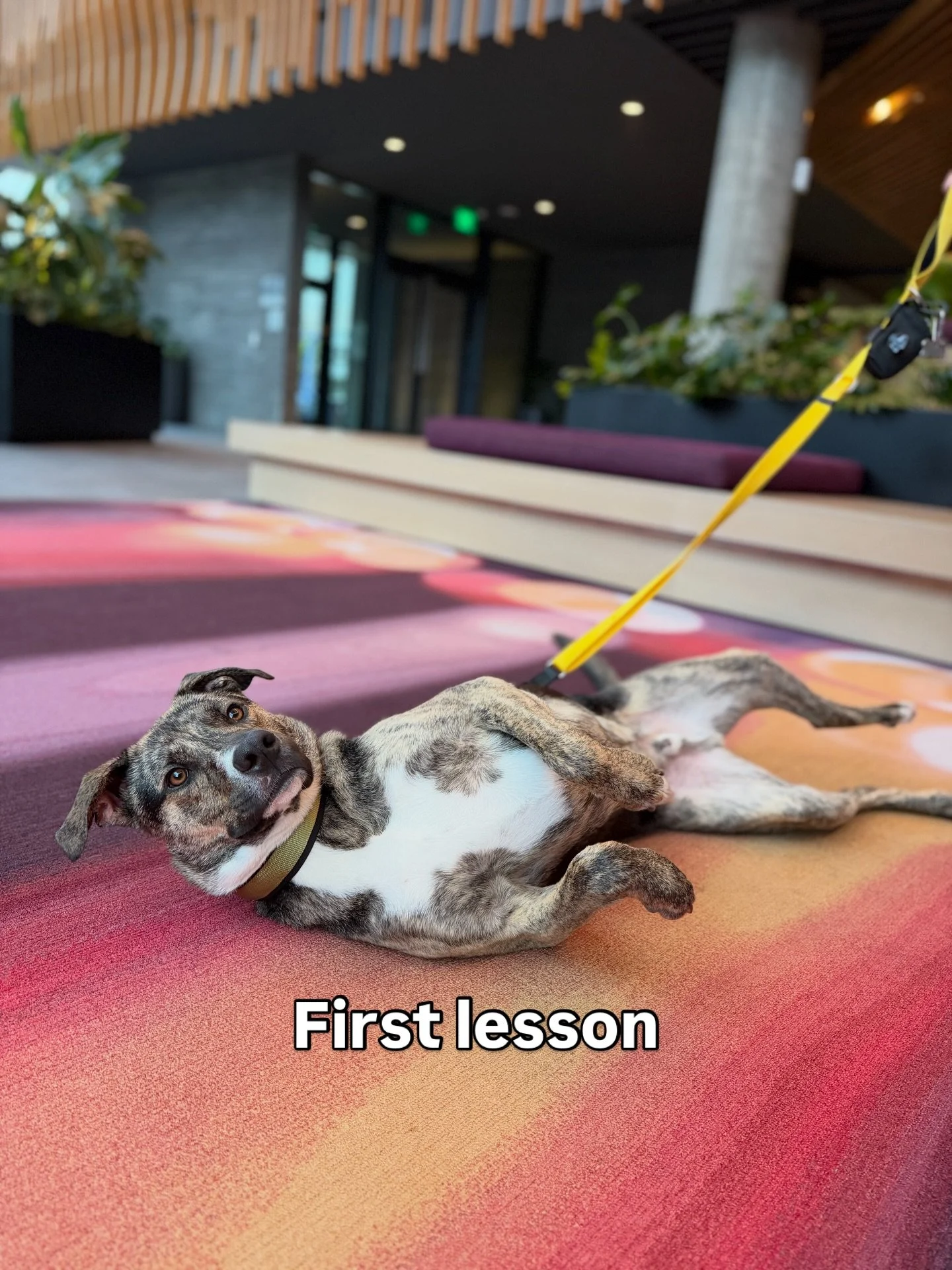 Great first lesson yesterday with this handsome fella.

It was so funny, he was just laying down and then when I pulled the camera out he did this pose 😂😂 

We worked on some walking drills and how to work on his recall off distractions when outsid