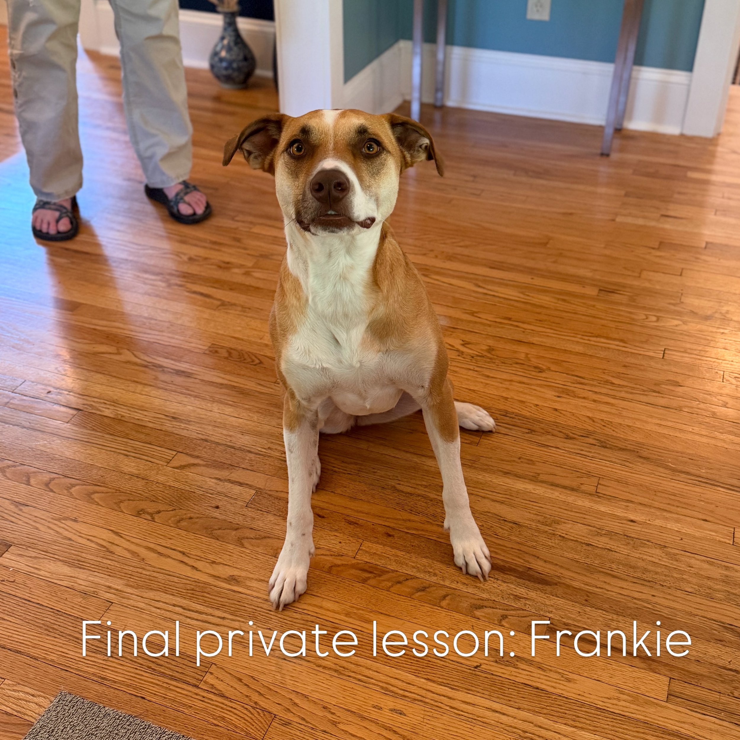 Five lessons. We never chased perfect.

She came to me after her dog bit her brother. She was scared &mdash; not just of what happened, but of what it meant for the future. Could she have people over? Could she trust her dog?

We didn&rsquo;t overhau