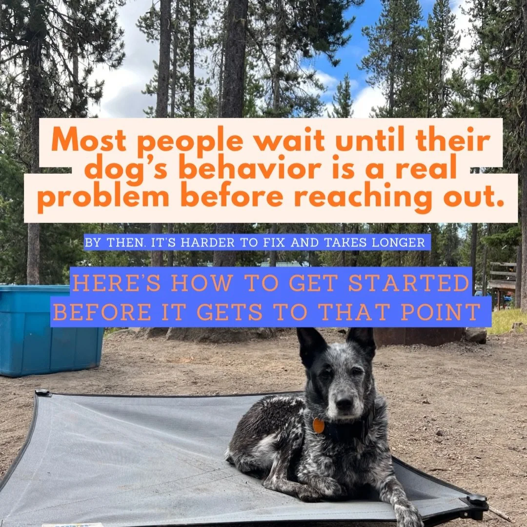 Most people wait until their dog&rsquo;s behavior is a real problem before they reach out.

By then, frustration has built up, the habits are more ingrained, and training takes longer.

You don&rsquo;t have to wait for a breaking point.

Getting star