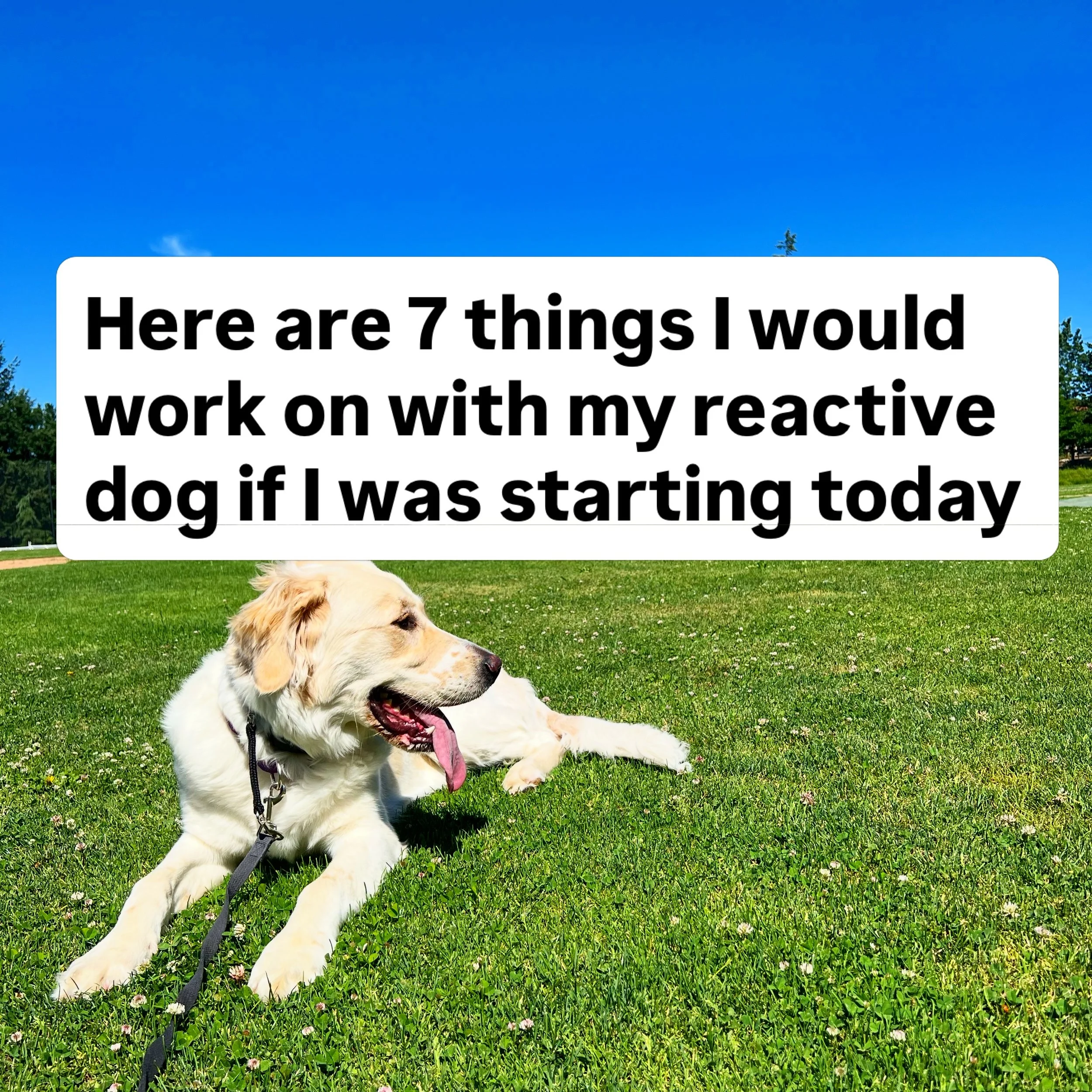 If I had a reactive dog and was starting over, I&rsquo;d ignore most of the advice online and focus on these 7 things.

No complicated protocols. No &ldquo;management forever.&rdquo; Just the foundational work that actually changes behavior.

It&rsqu