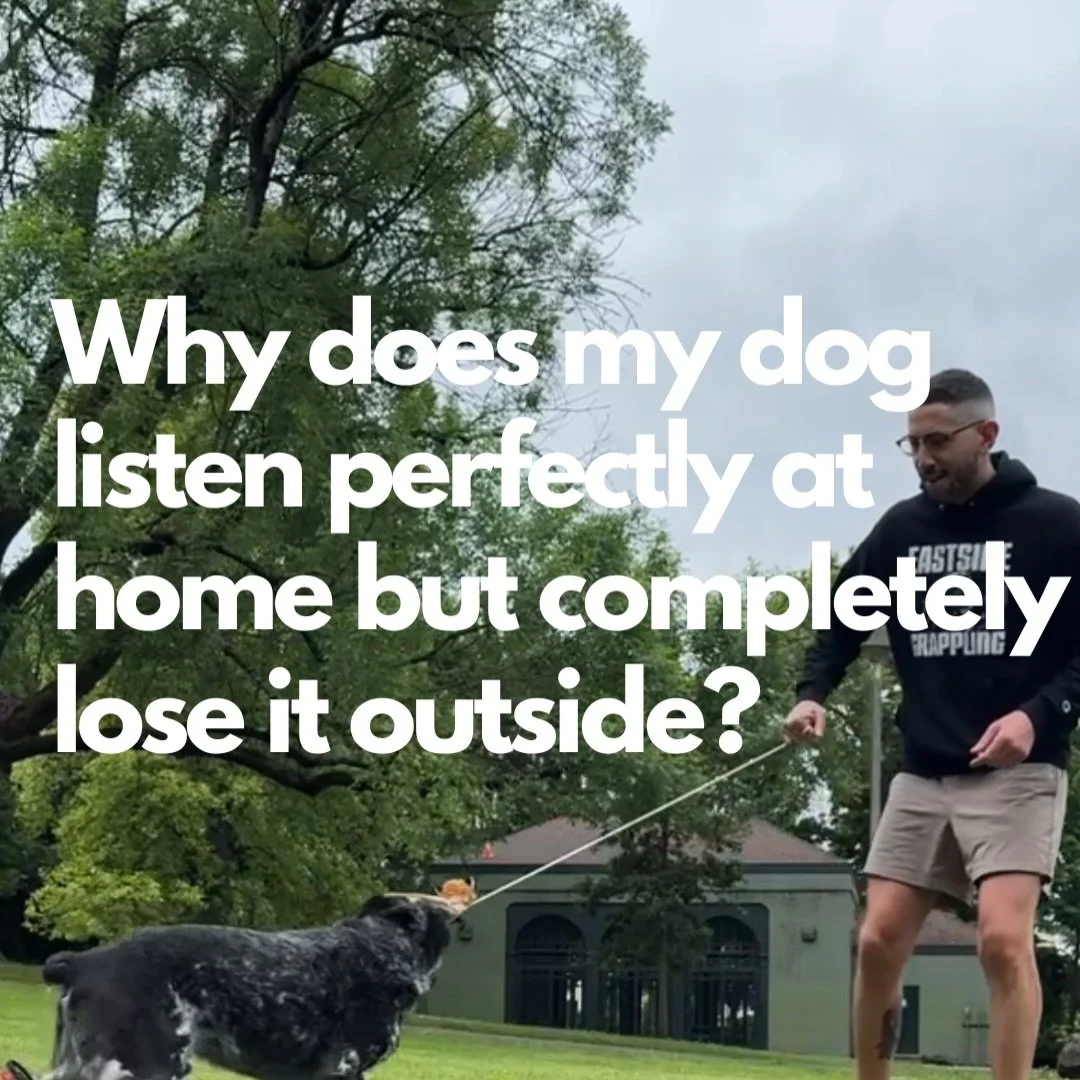 Most people start training with &ldquo;sit.&rdquo;

And then wonder why their dog only listens when they have a treat in their hand.

Here&rsquo;s the thing &mdash; if your dog has no motivation to work with you, commands are just words. You can repe