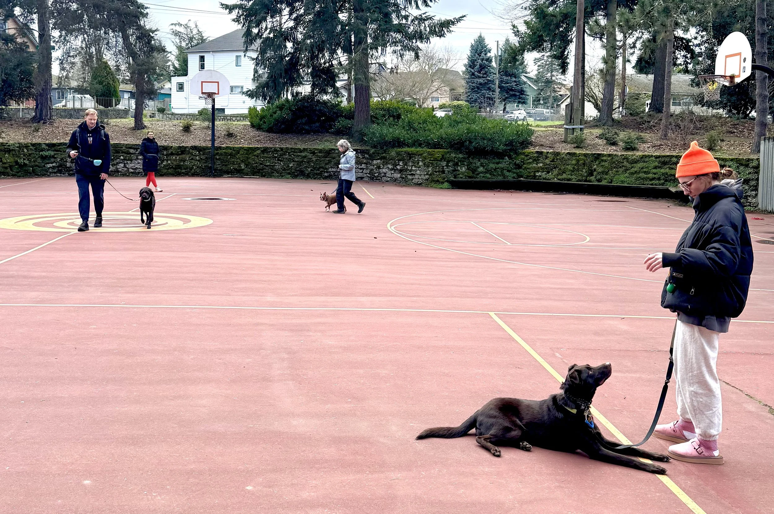 Your Dog Is Watching You More Than You Think