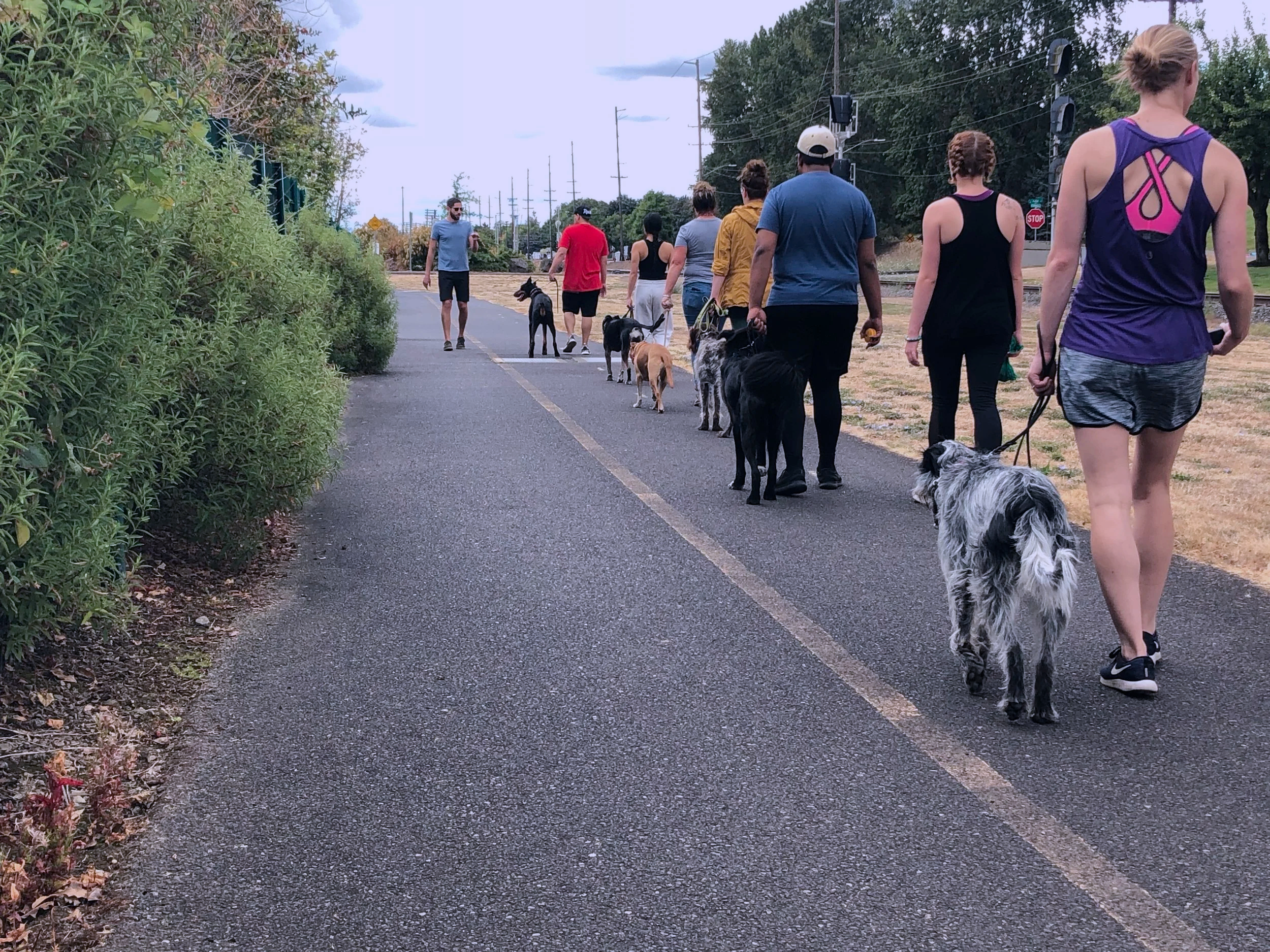 Group of people walking dogs on a paved trail alongside green bushes and trees, with utility poles and a stop sign in the background.