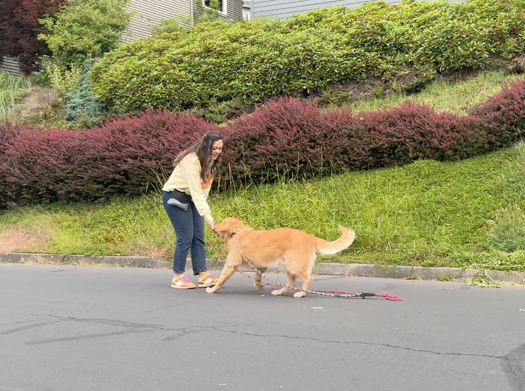 Where to start with Dog Training 