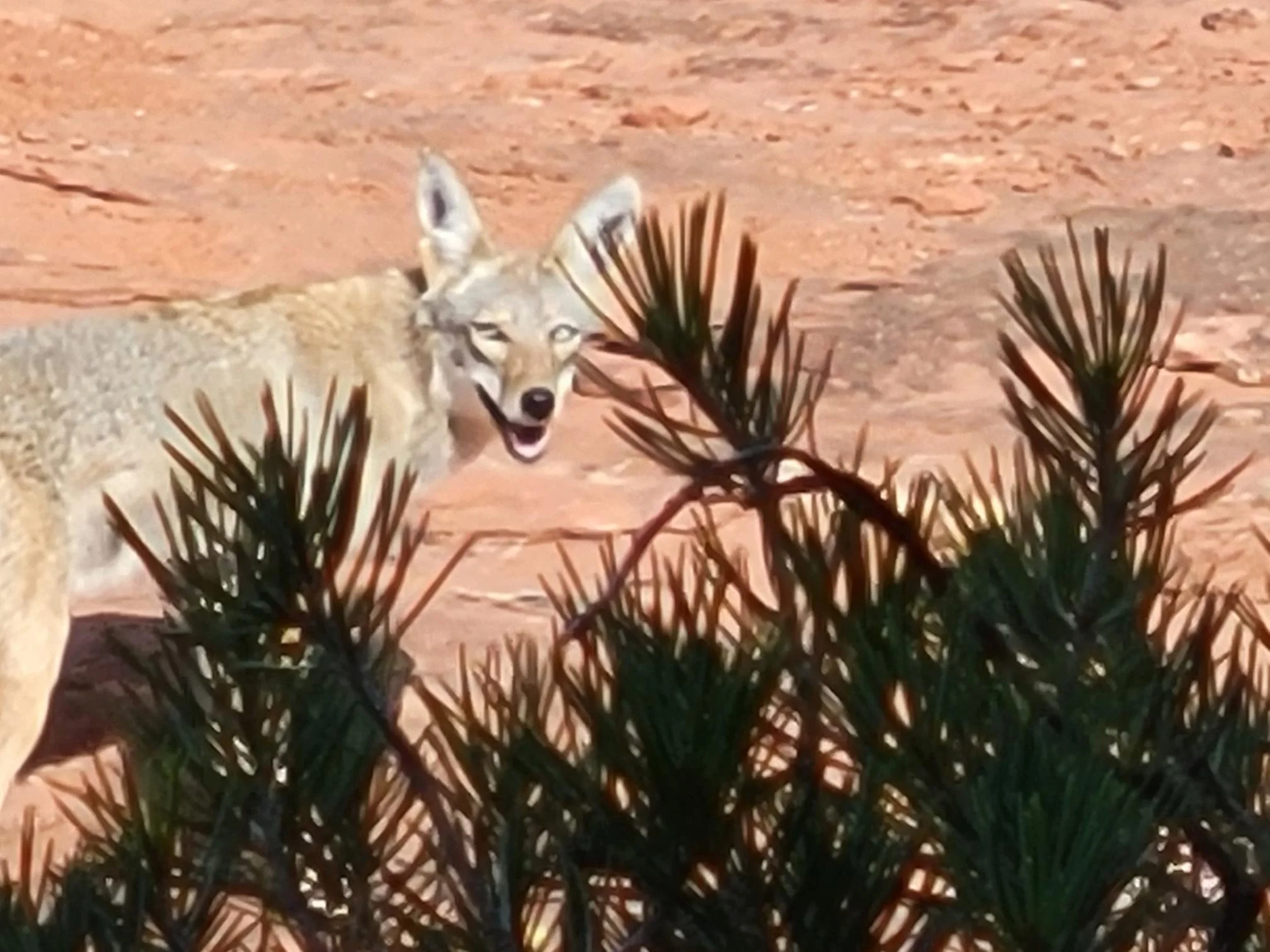 coyote.jpg