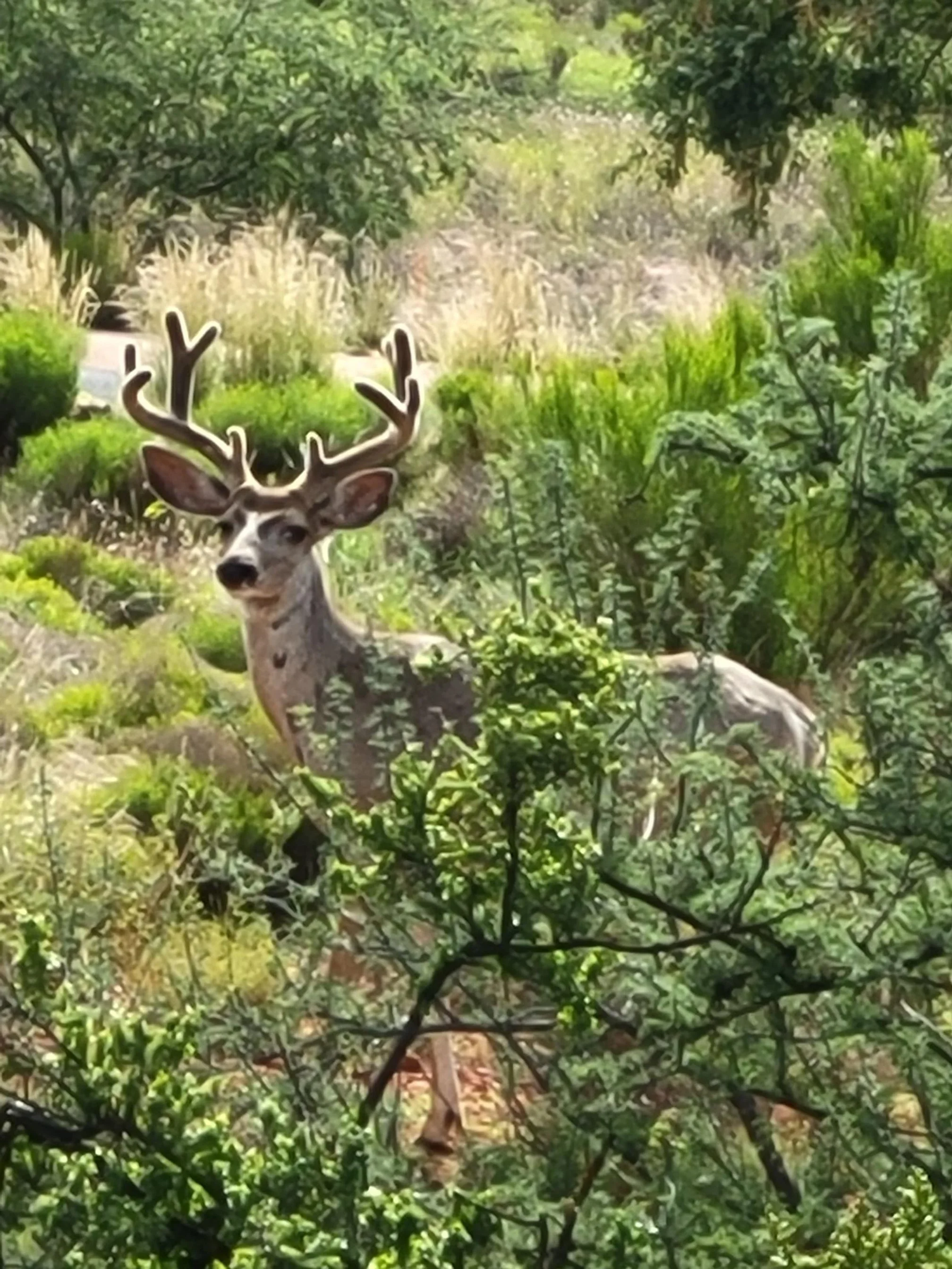 deer.jpg