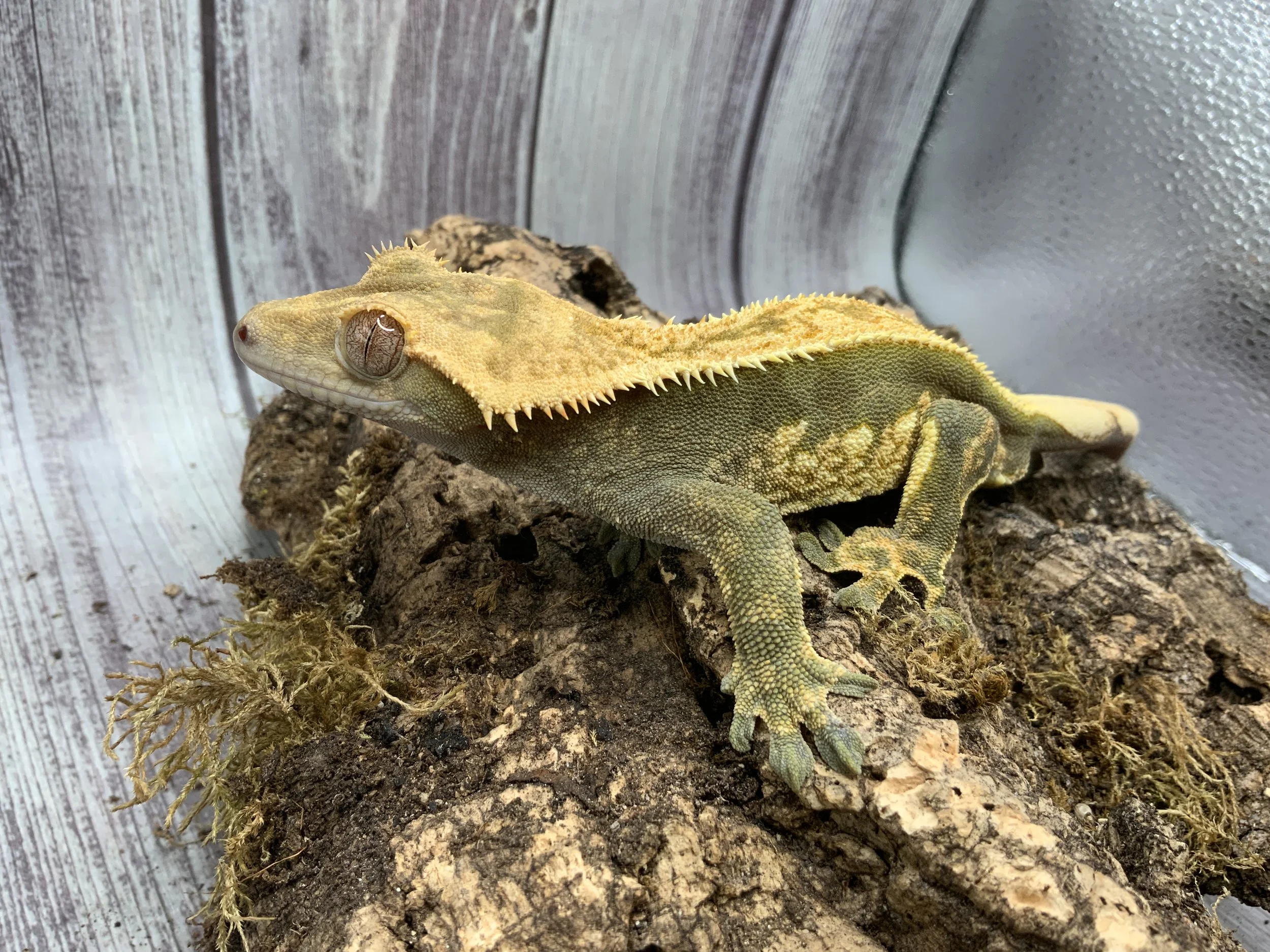 Shining a Light on UVB A Guide for Crested and Gargoyle Gecko Owners — Danelle