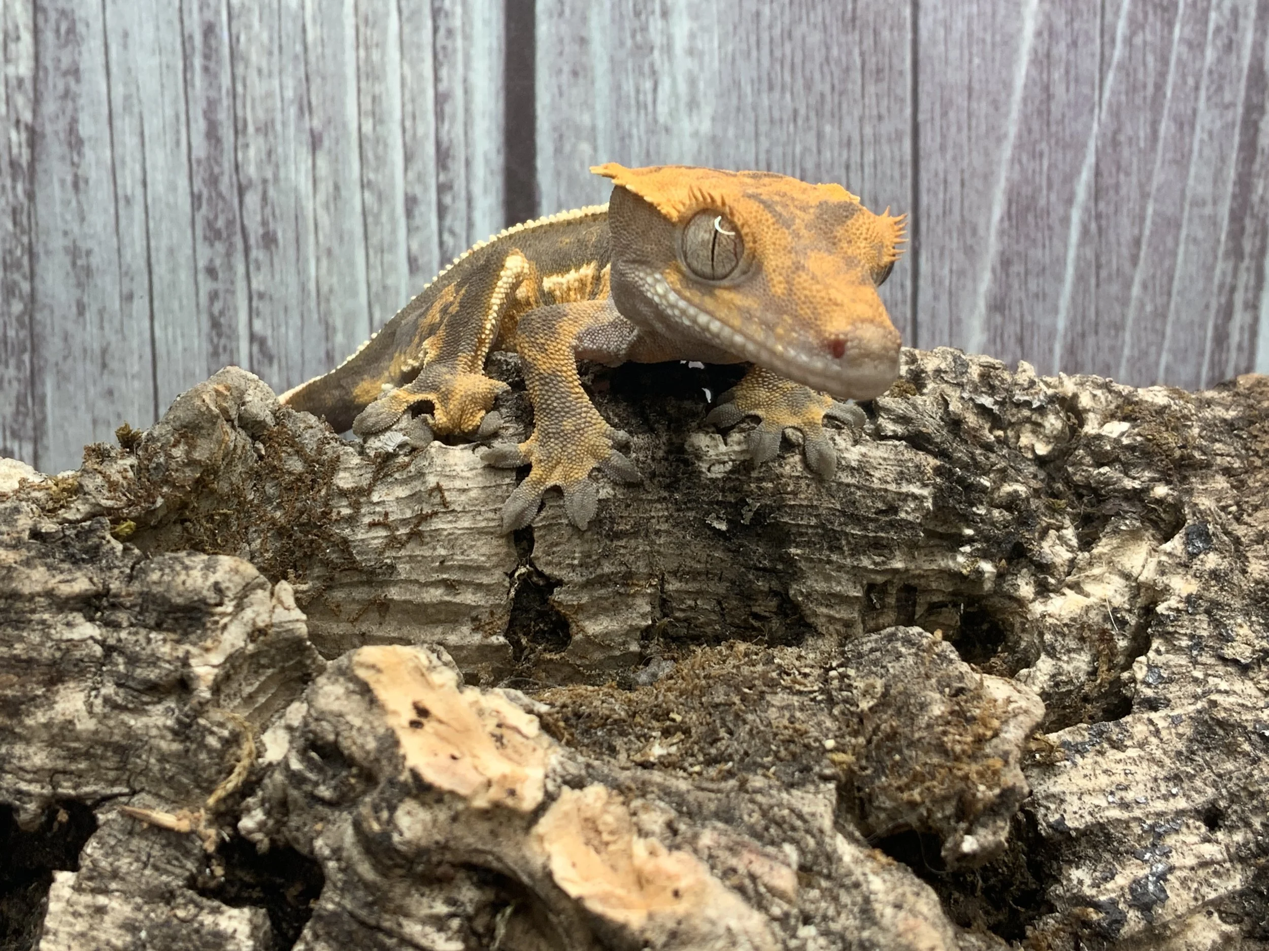 Choosing the Best Substrate for Your Crested Geckos — Danelle's Critters