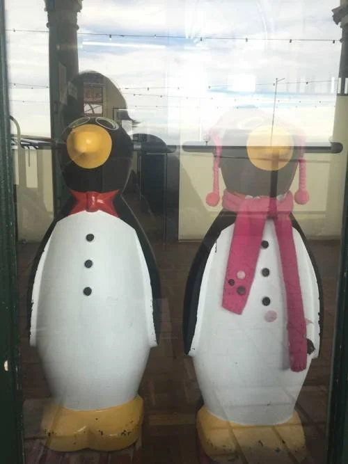 Penguins Waiting Patiently