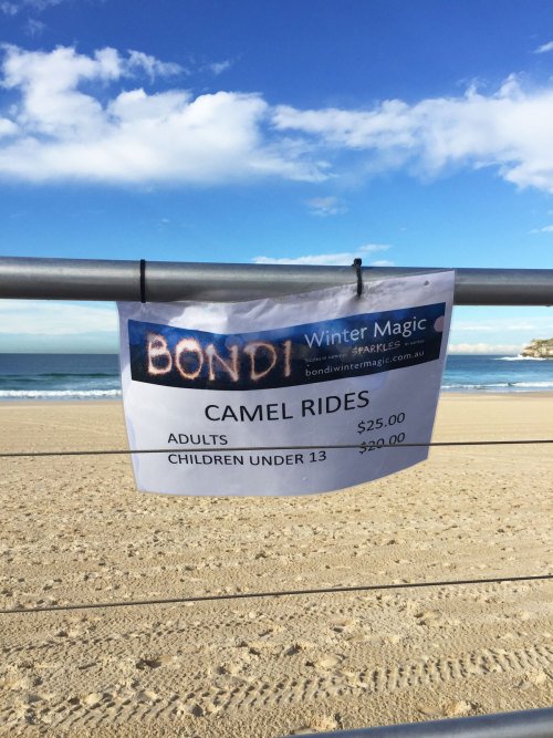 Camel rides on Bondi Beach