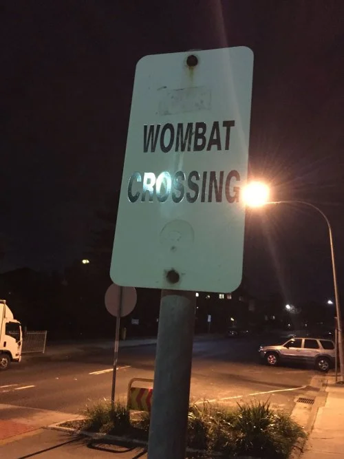 Wombats on Wairoa
