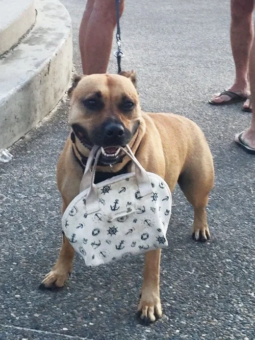 Sammy the Bag Carrying Dog