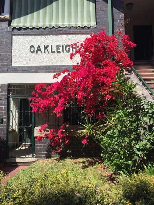 A Burst of Bougainvilia